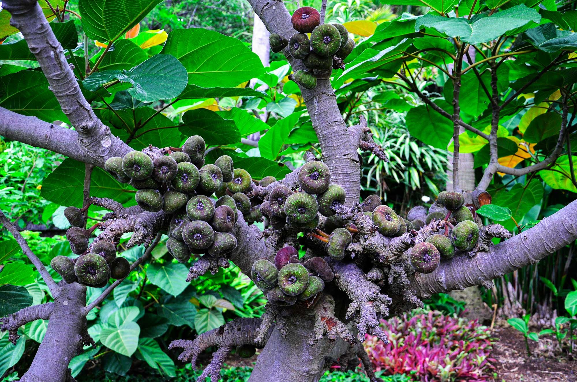 Ficus auriculata