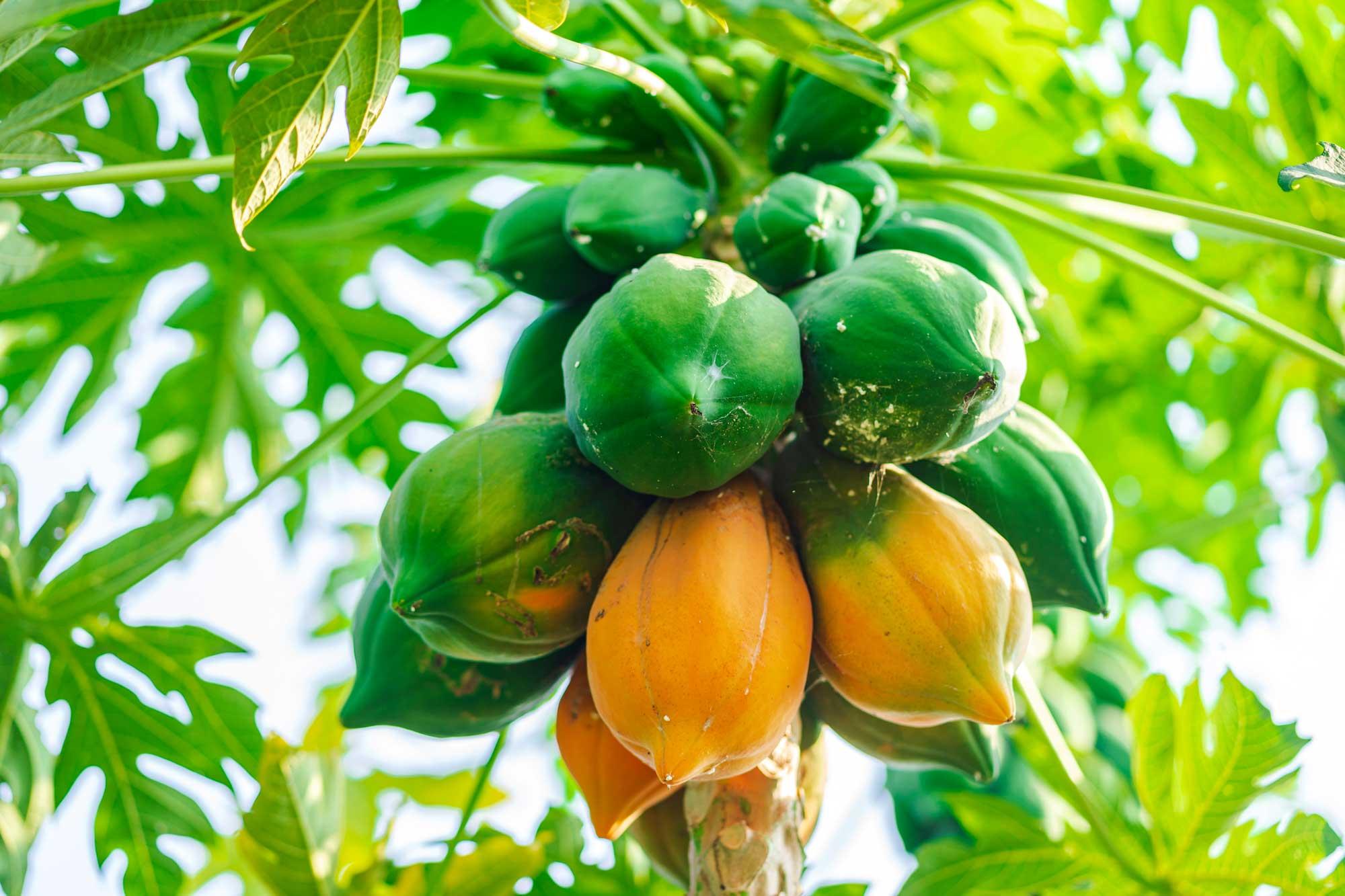 Carica papaya