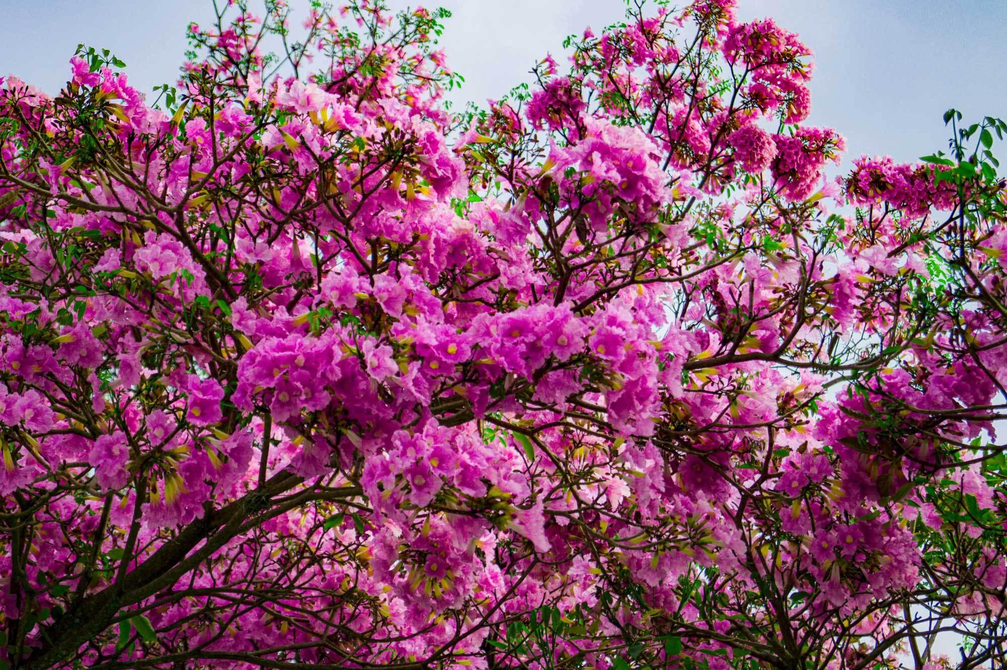 Tabebuia pentaphylla