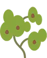 Caoba