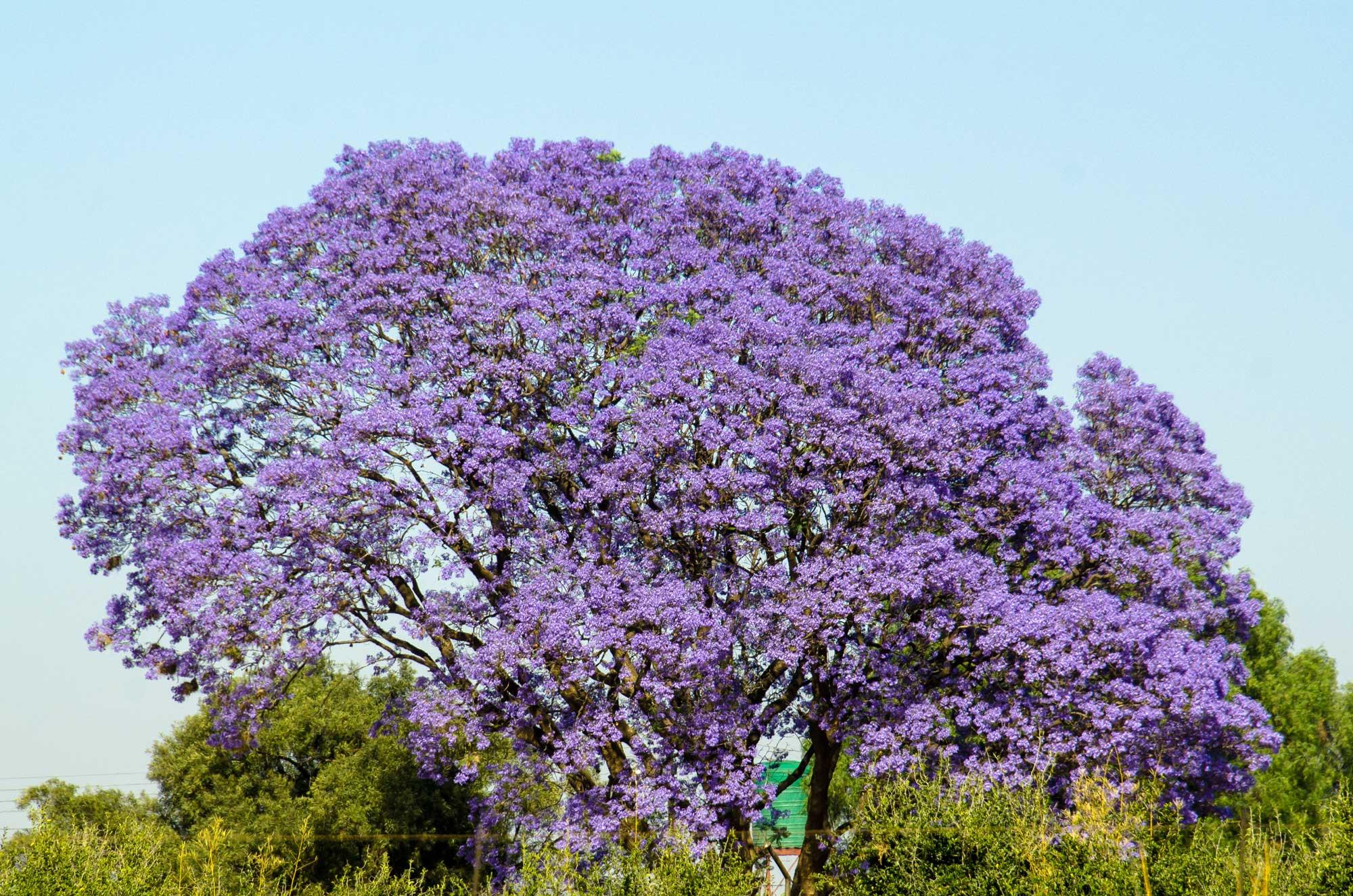Jacaranda mimosifolia