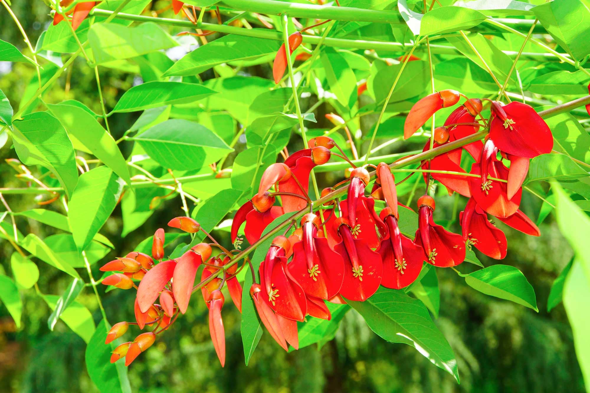 Erythrina fusca
