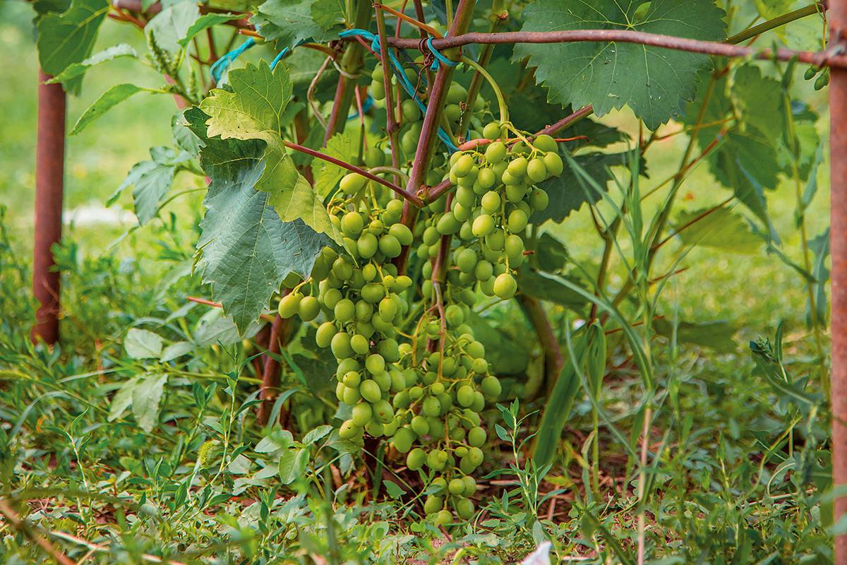 Vitis vinifera