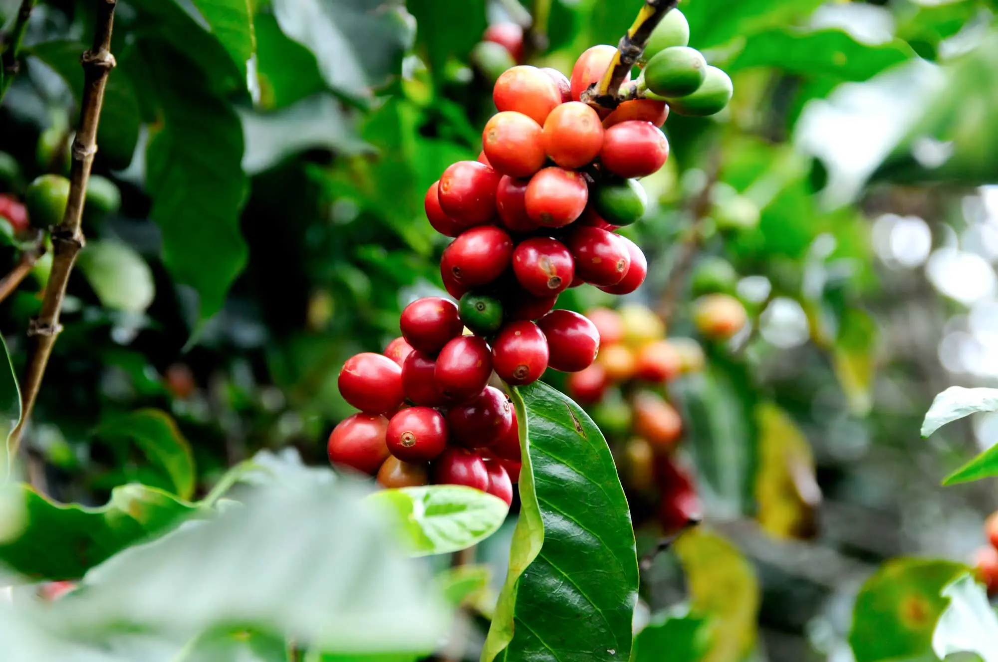 Coffea arabica