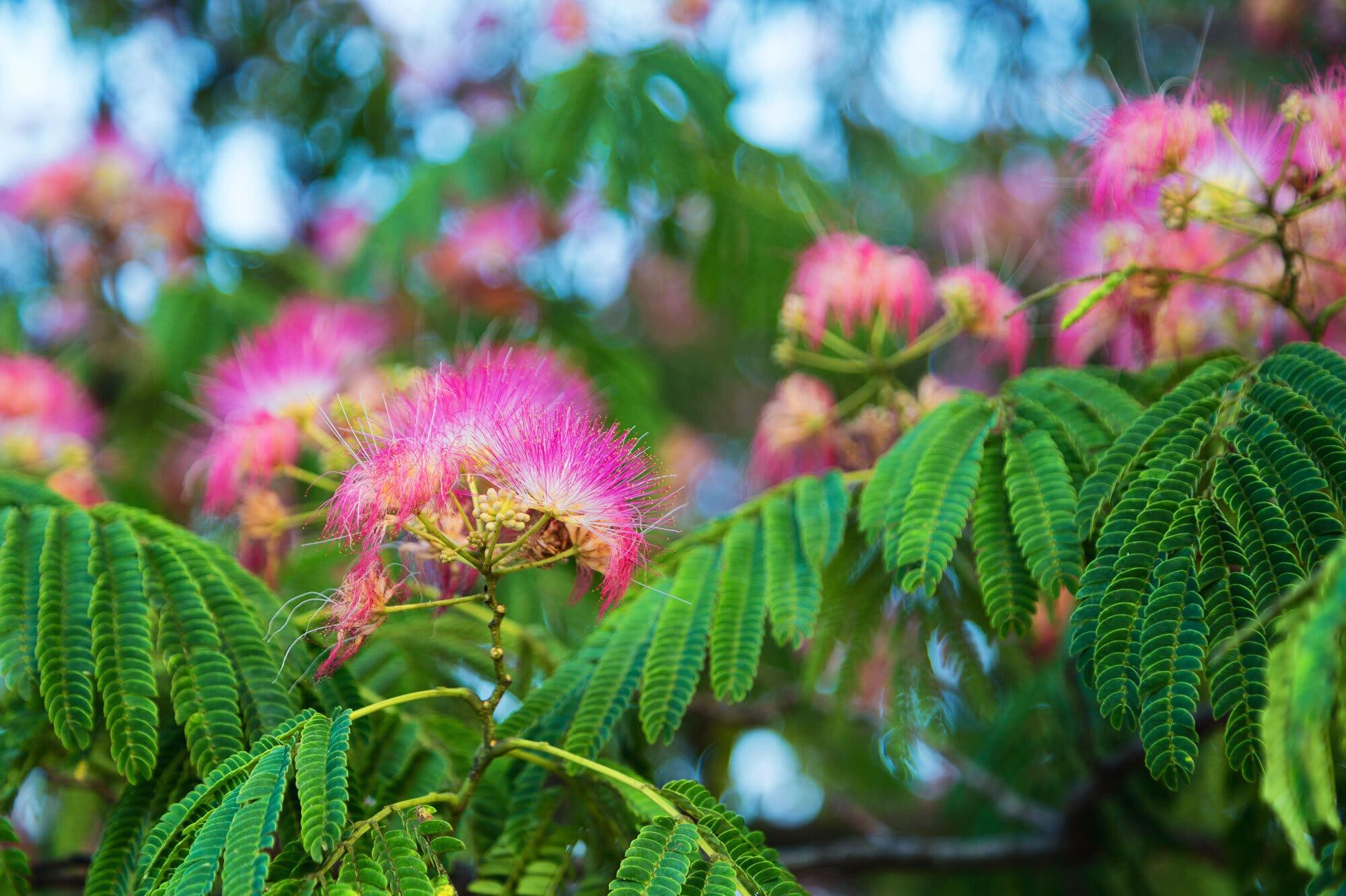Albizia zimmermanii