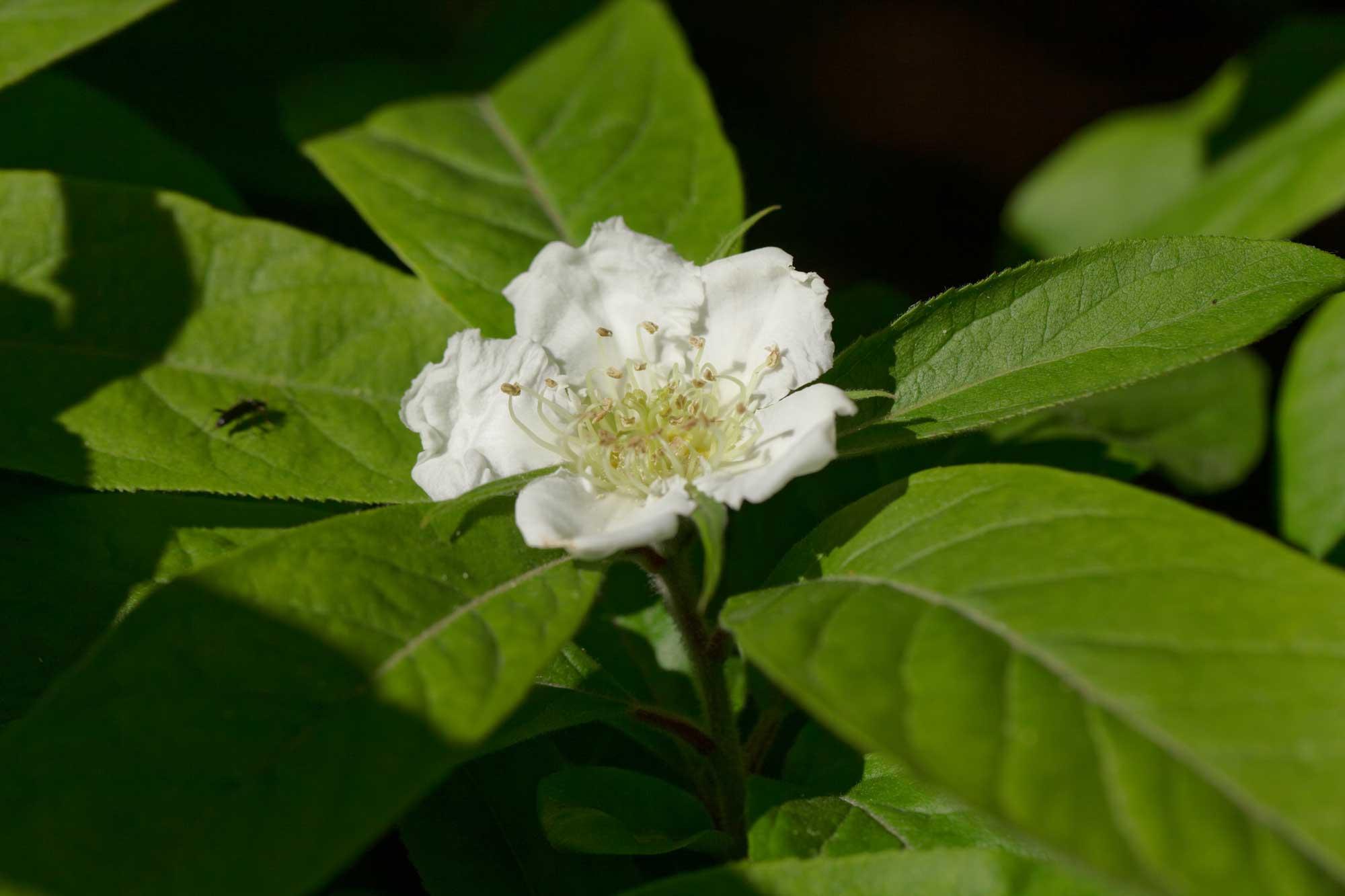 Mespilus germanica