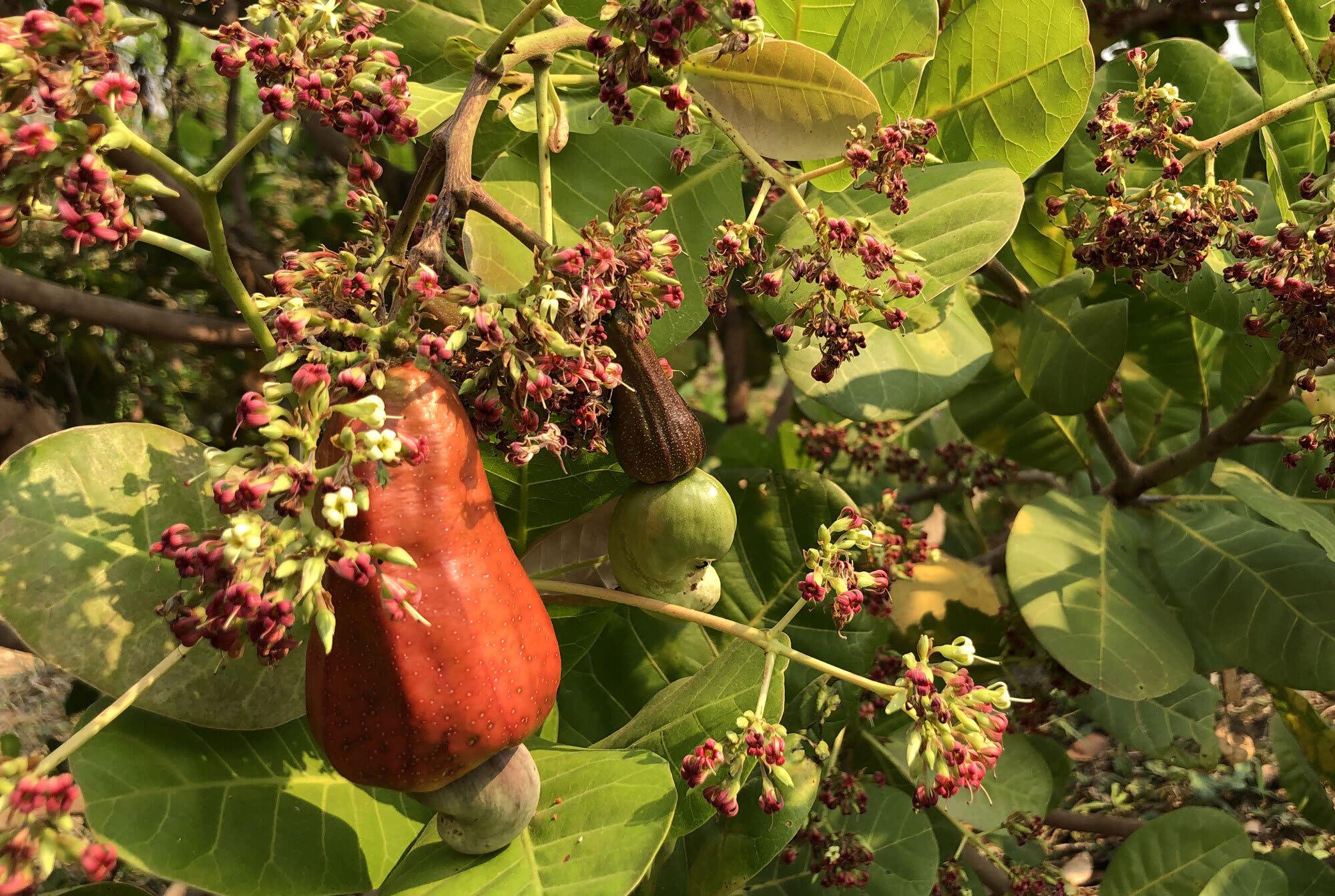 Anacardium occidentale