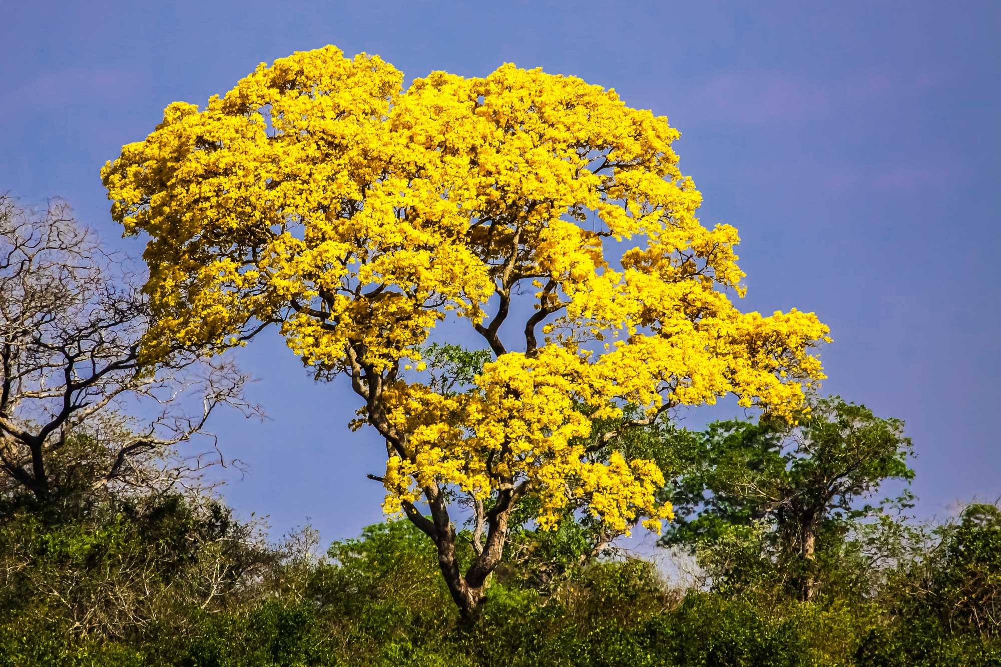 Tabebuia chrysea