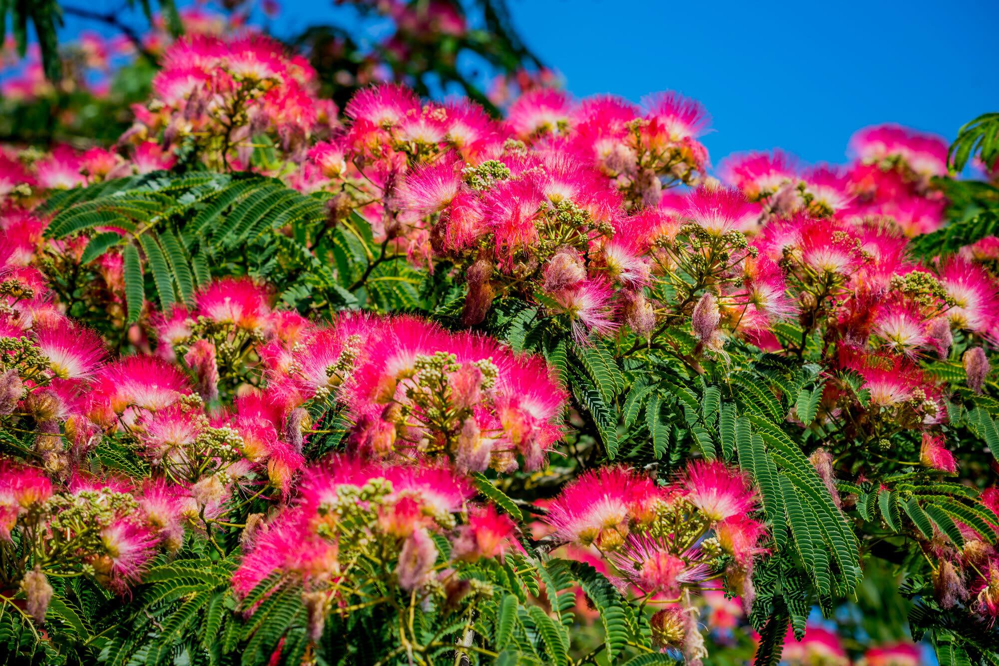 Albizia zimmermanii