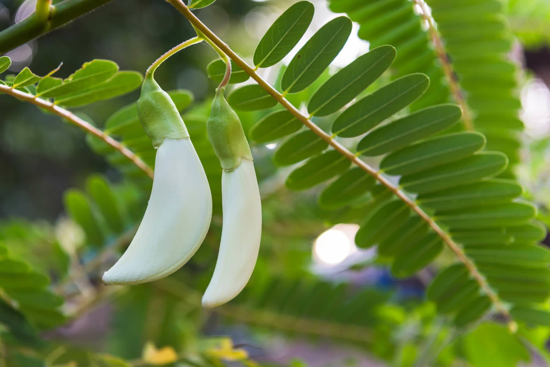 Sesbania sesban