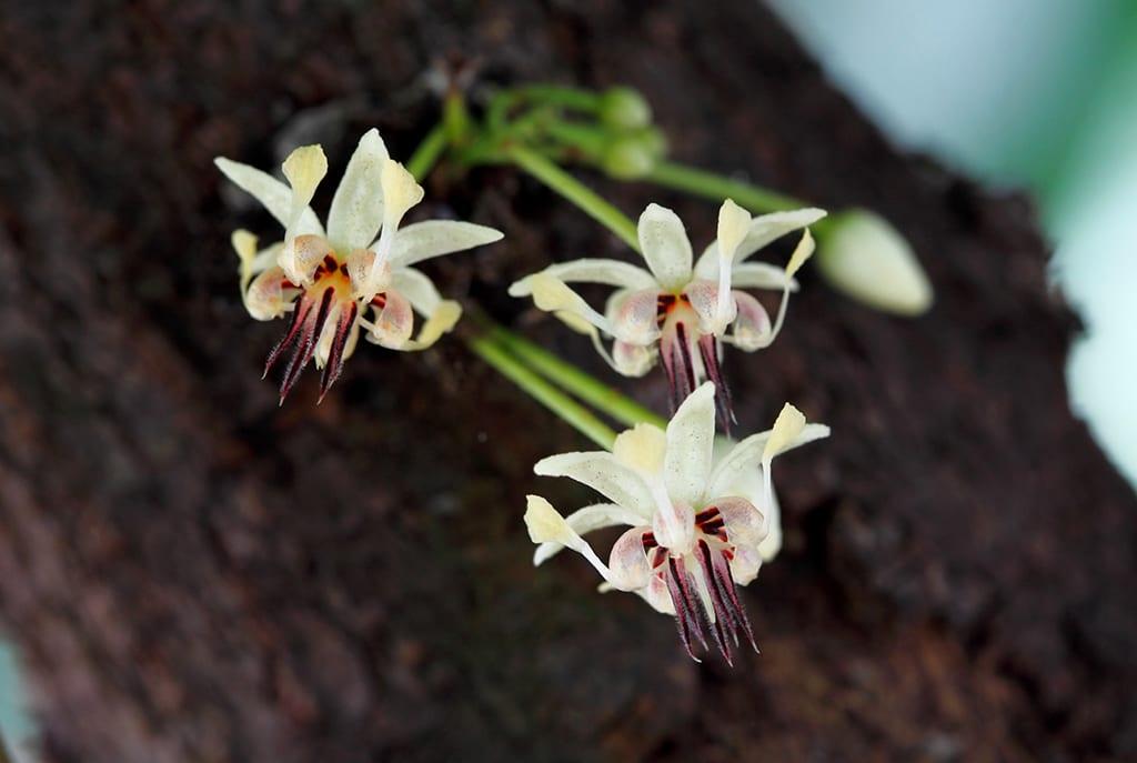 Theobroma cacao