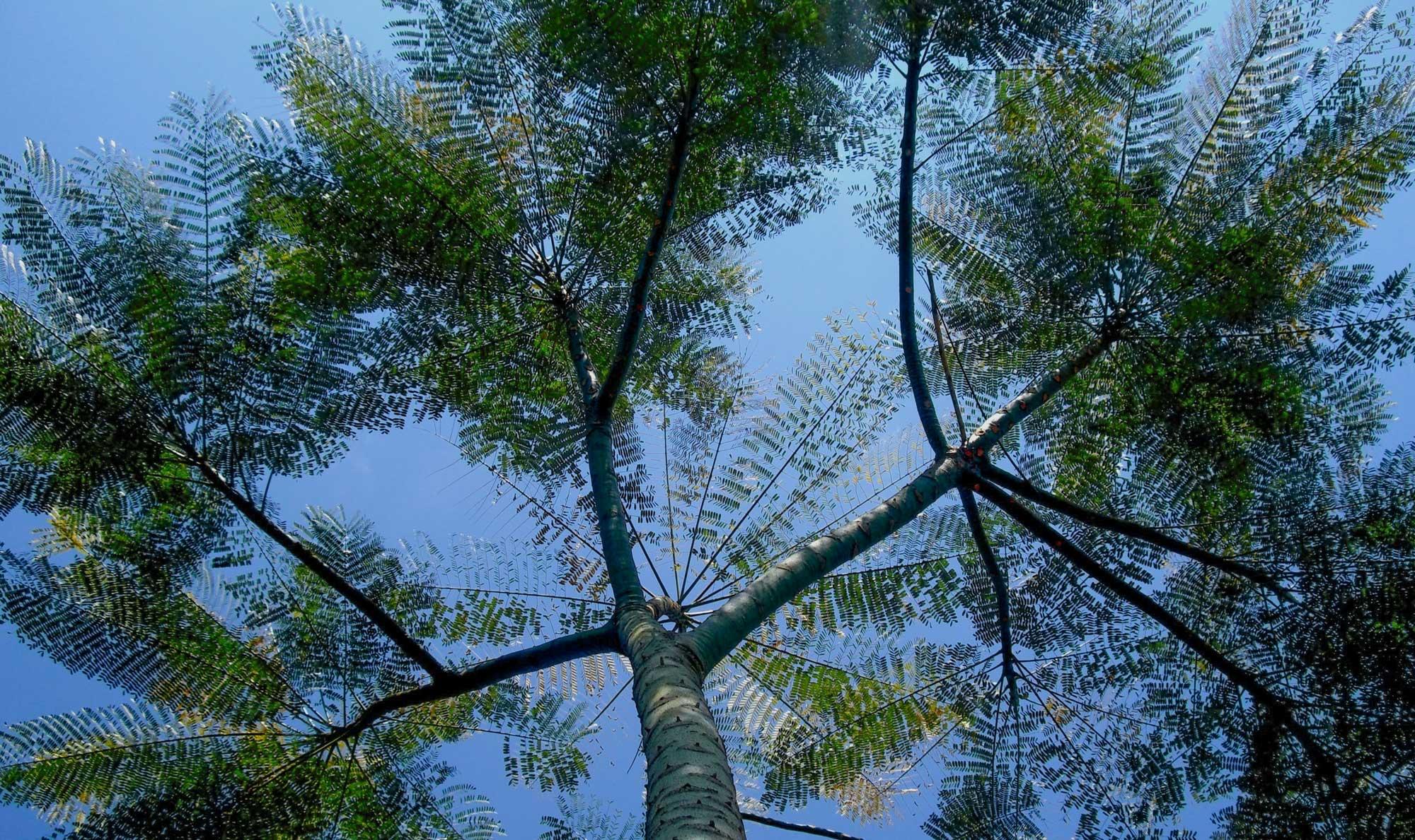 Schizolobium parahyba