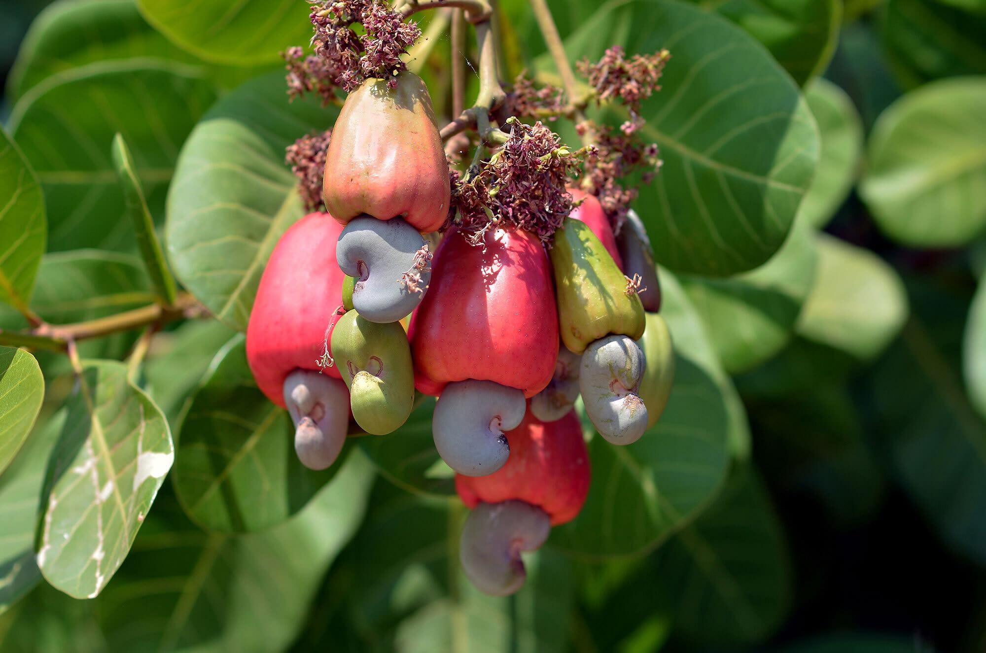 Anacardium occidentale