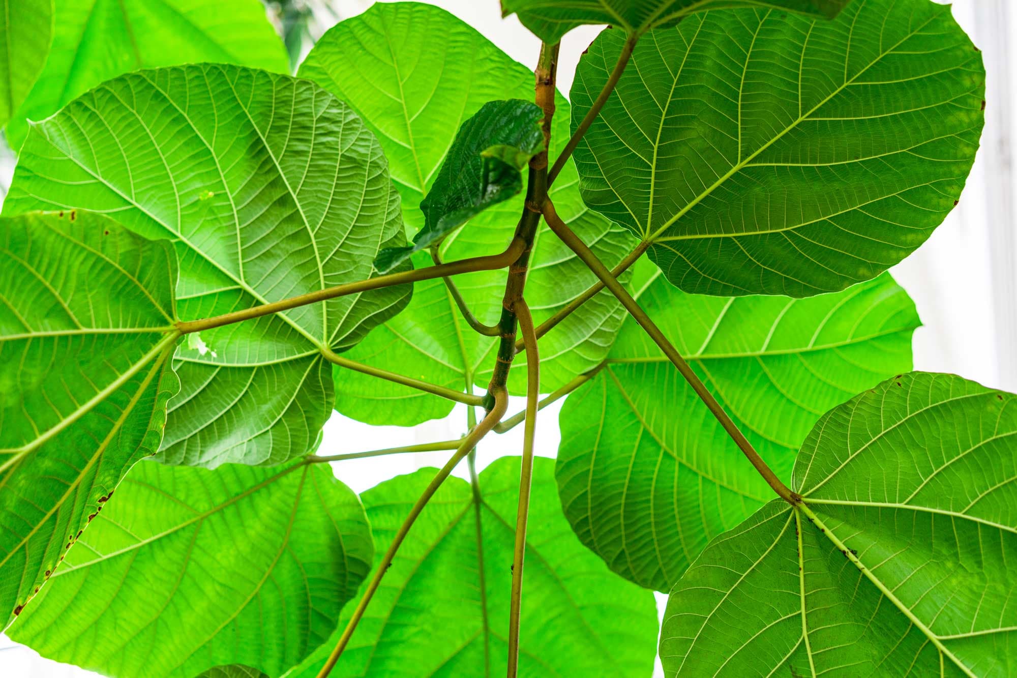 Ficus auriculata
