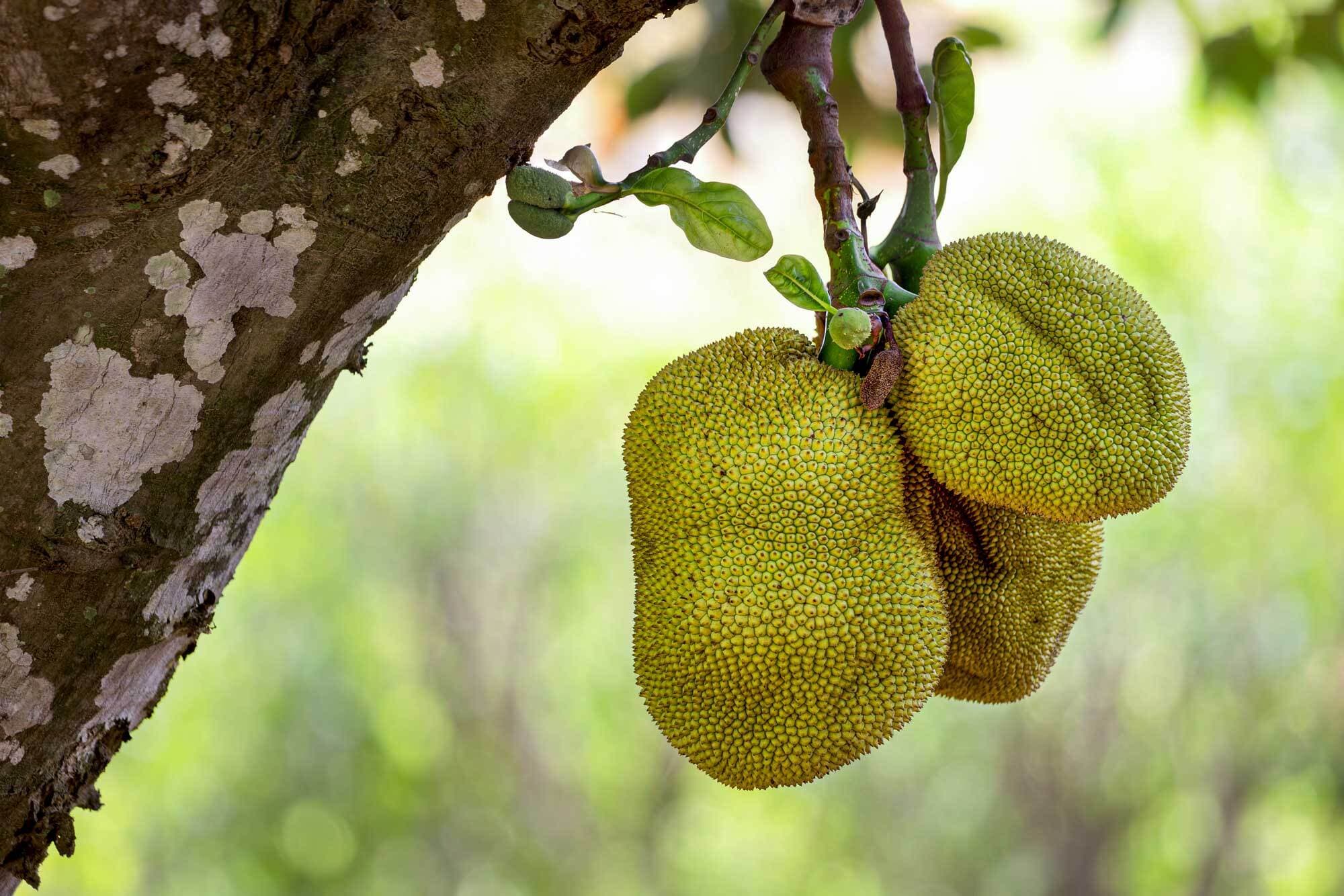 Artocarpus heterophyllus