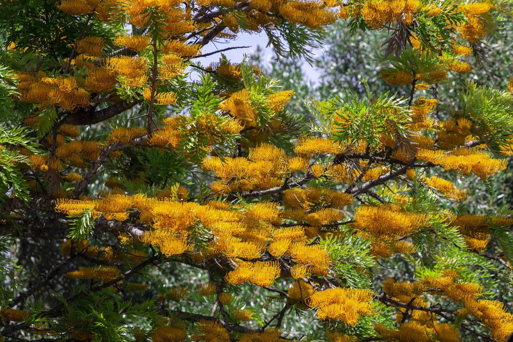 Grevillea robusta