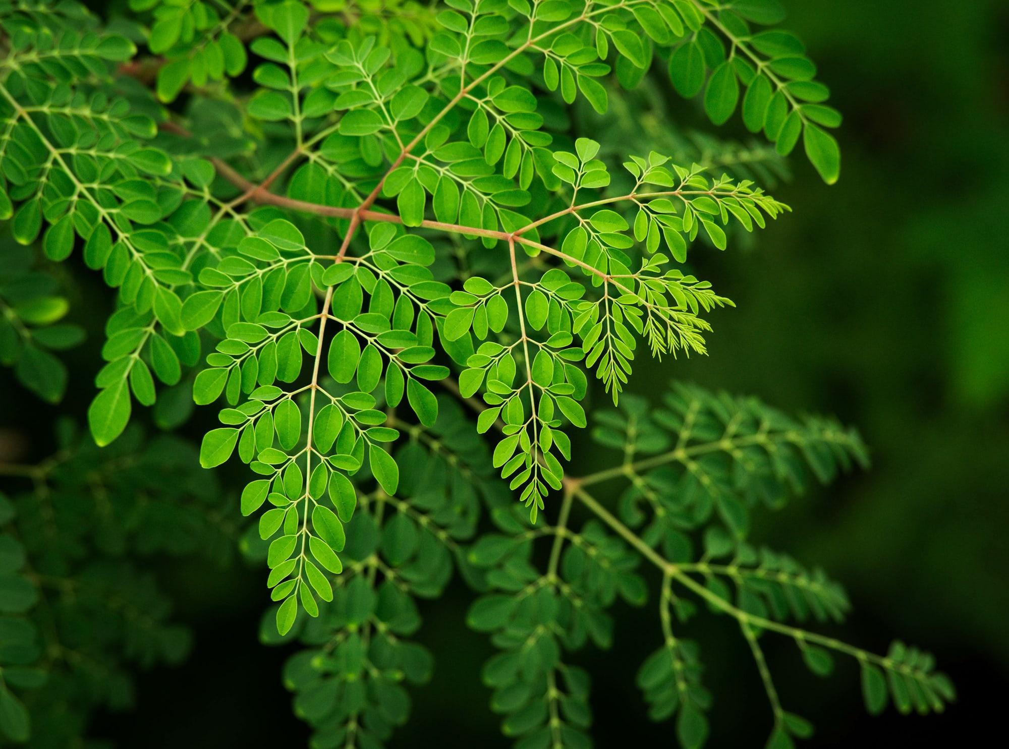 Moringa oleifera