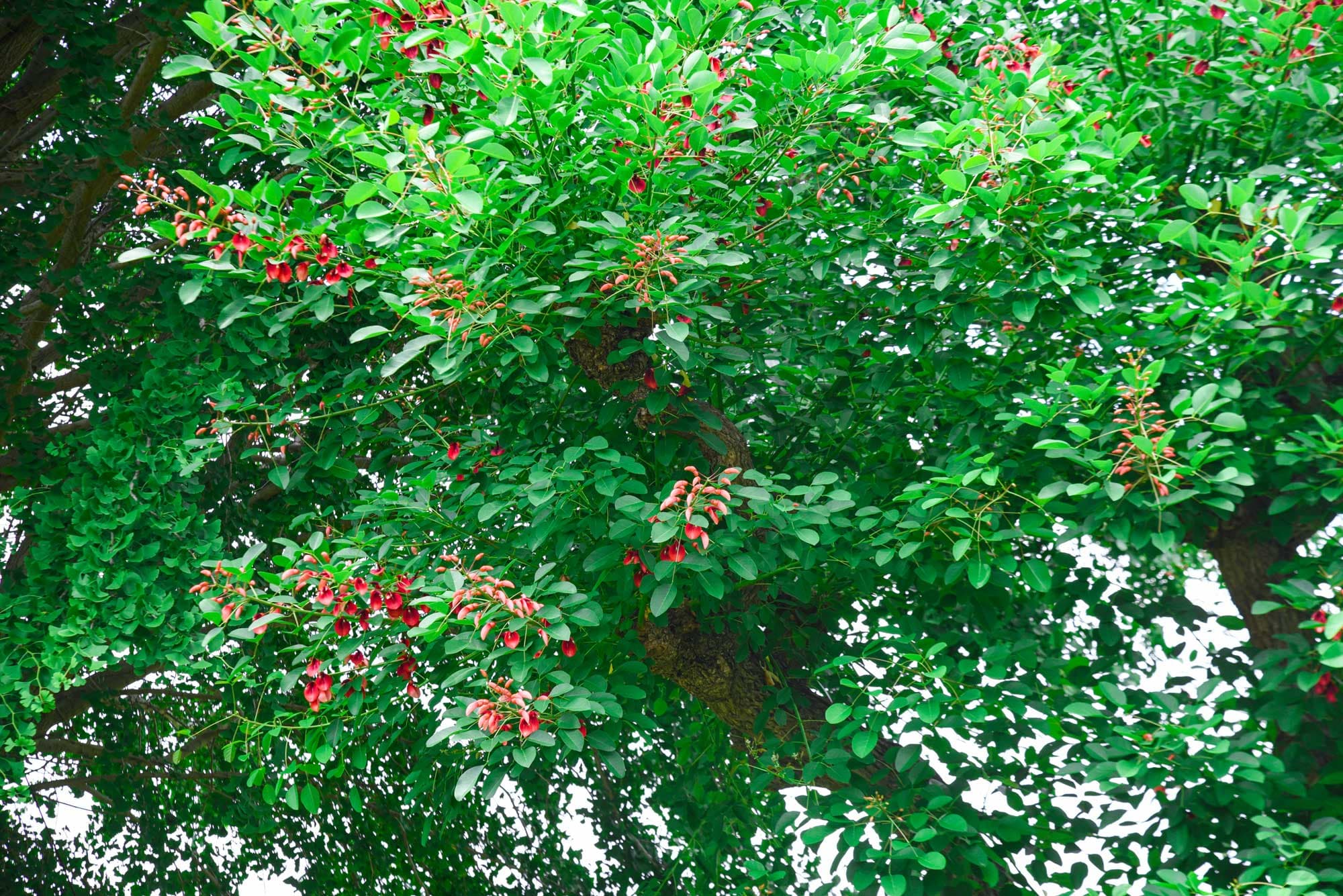 Erythrina fusca