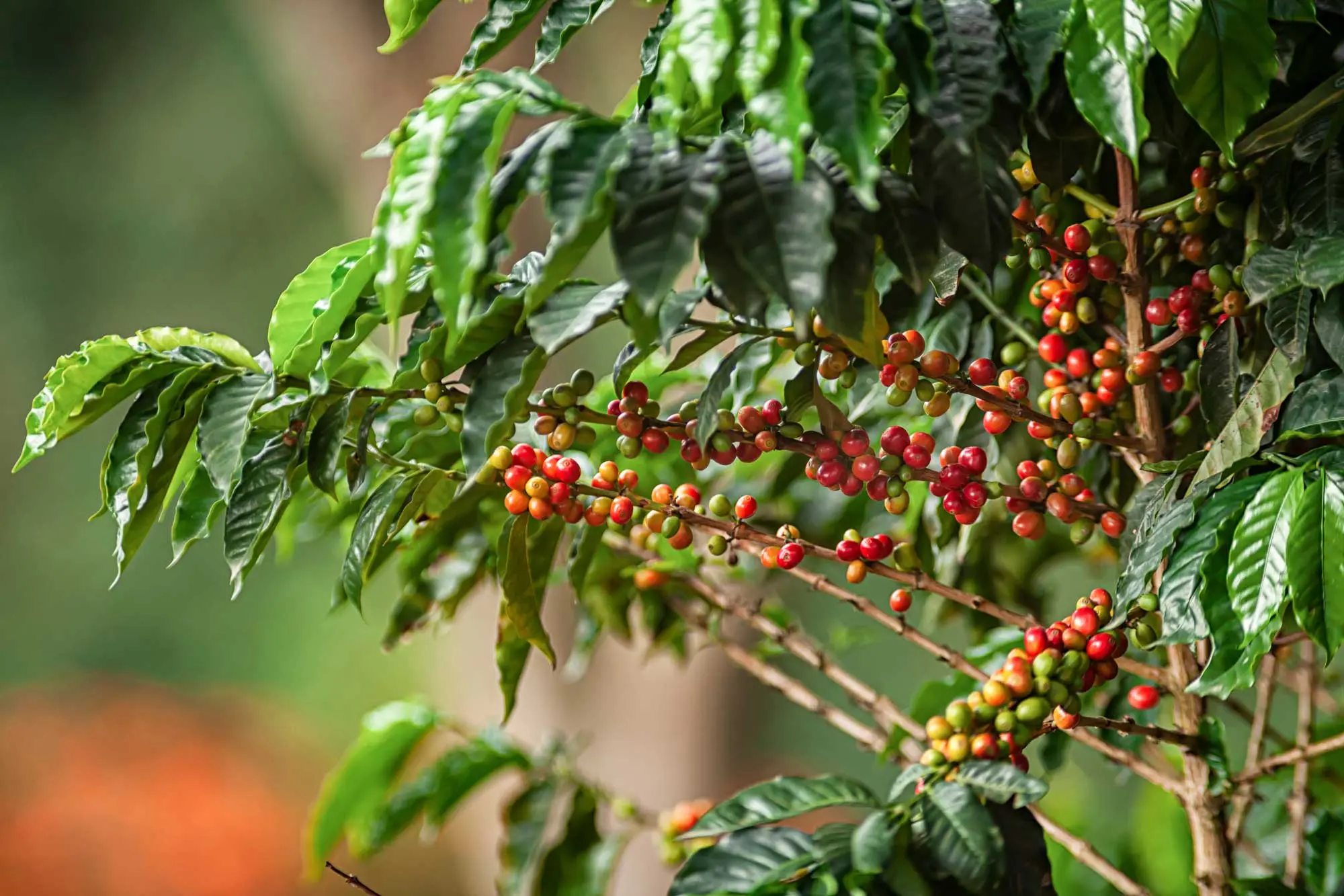 Coffea arabica