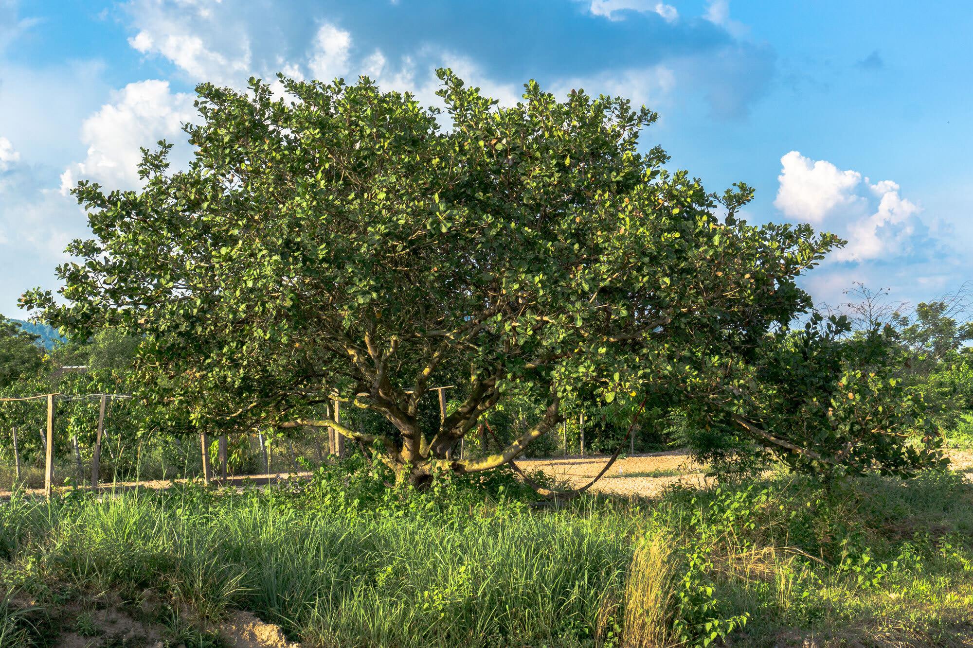 Anacardium occidentale