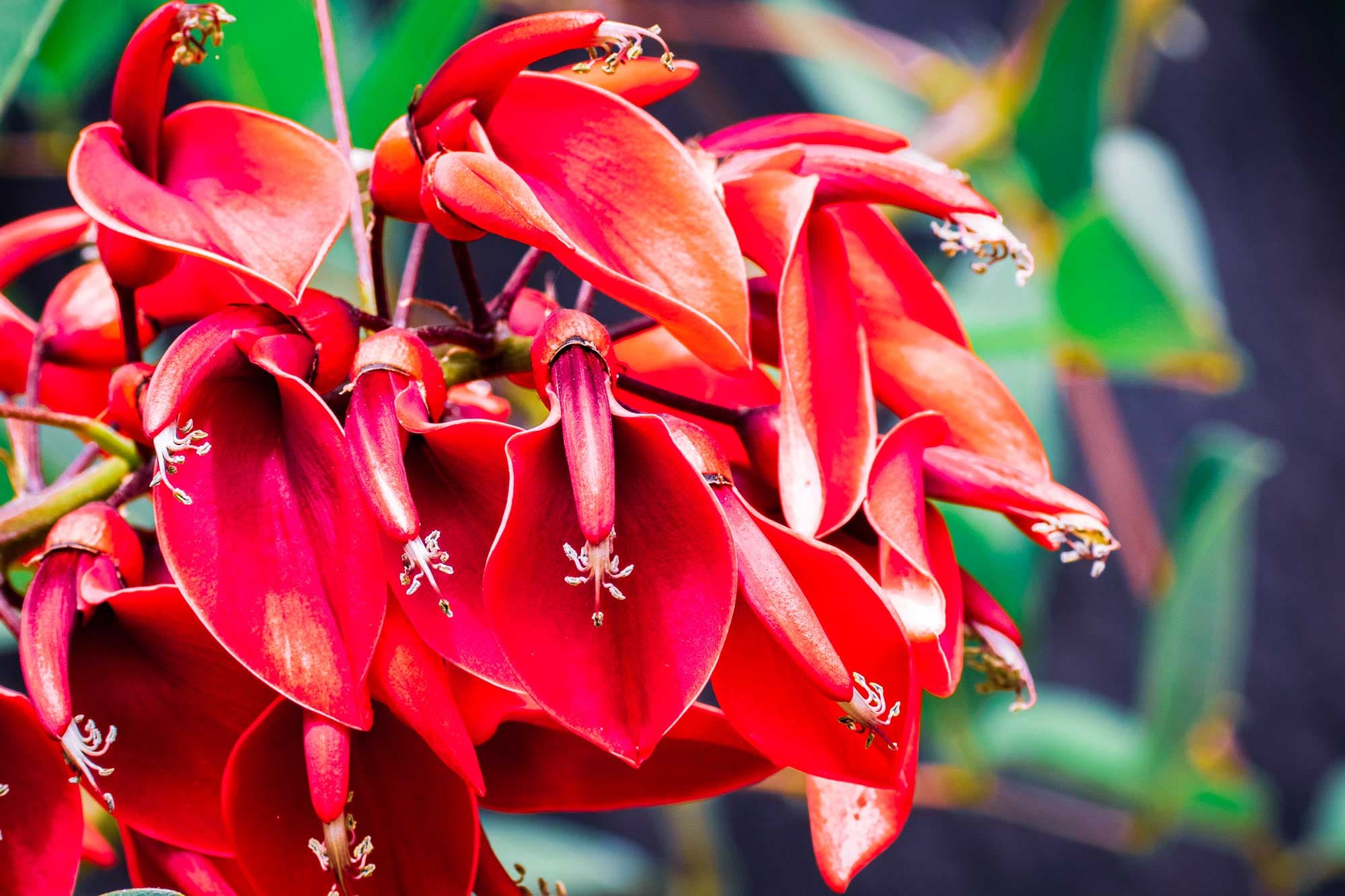 Erythrina fusca