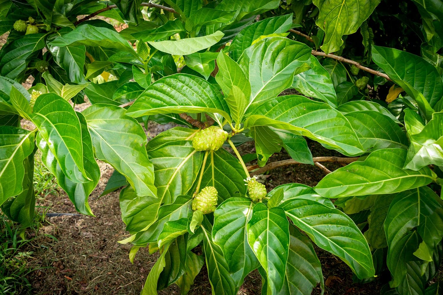 Morinda citrifolia