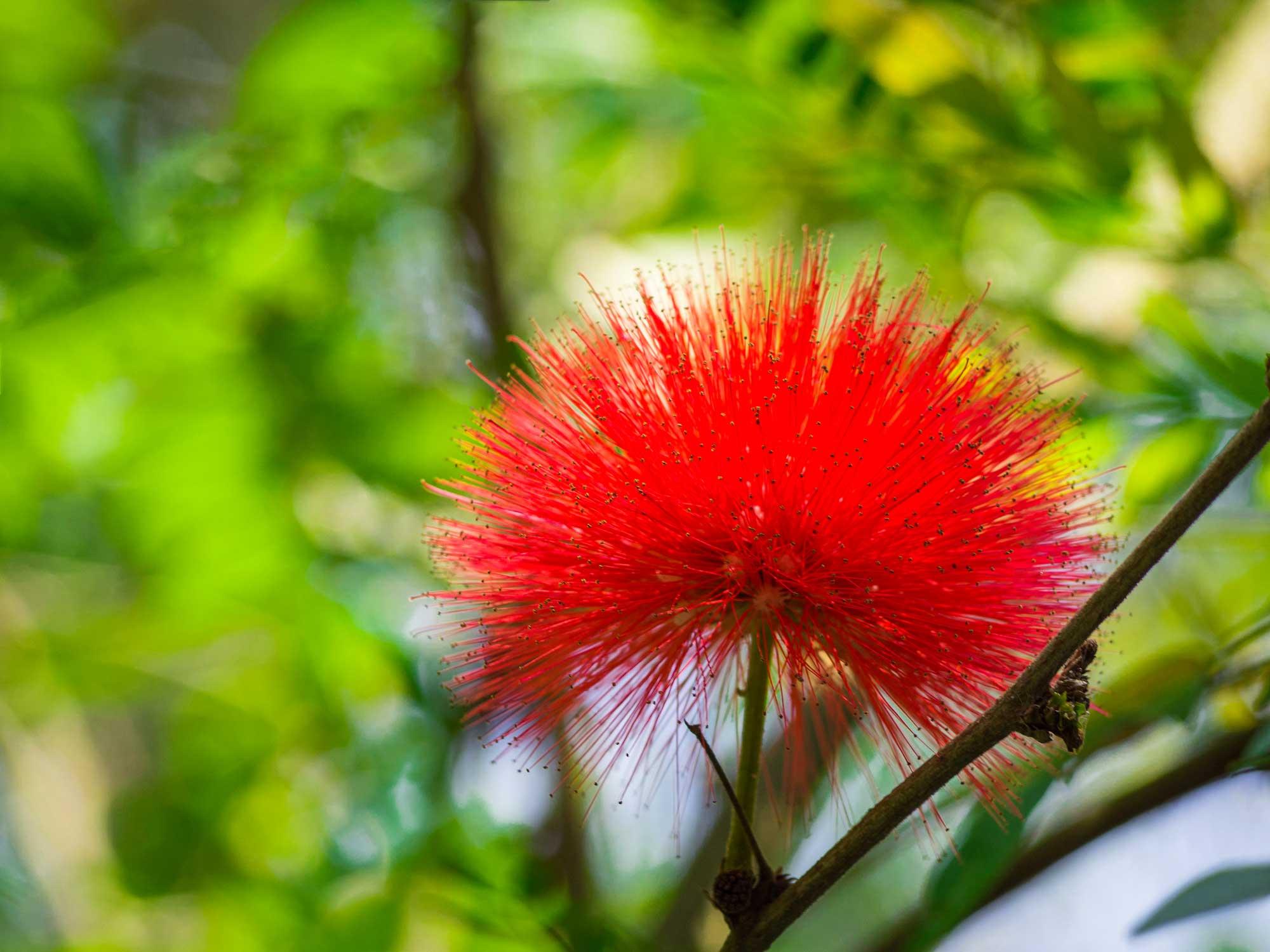 Calliandra carbonaria