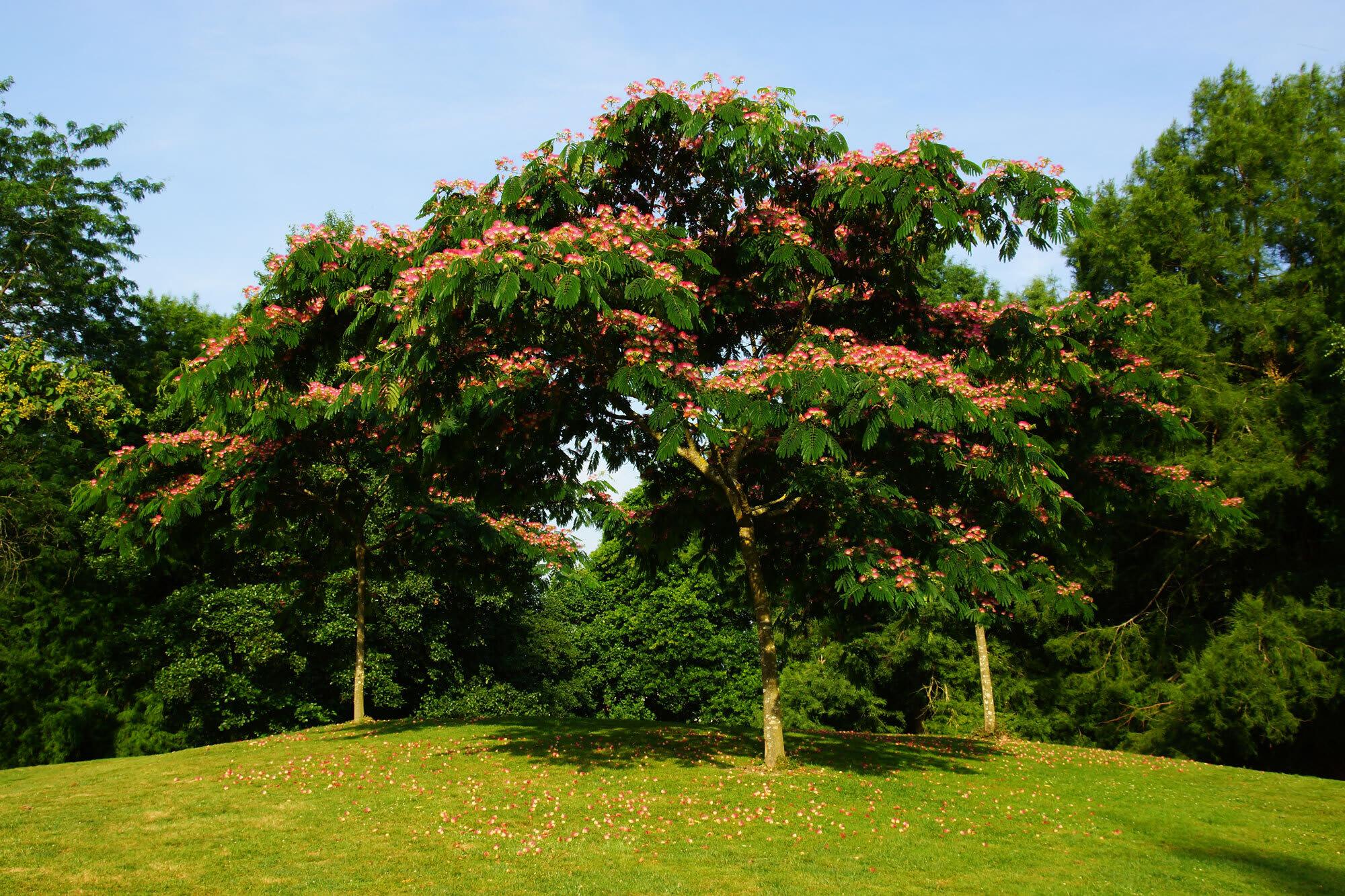 Albizia zimmermanii