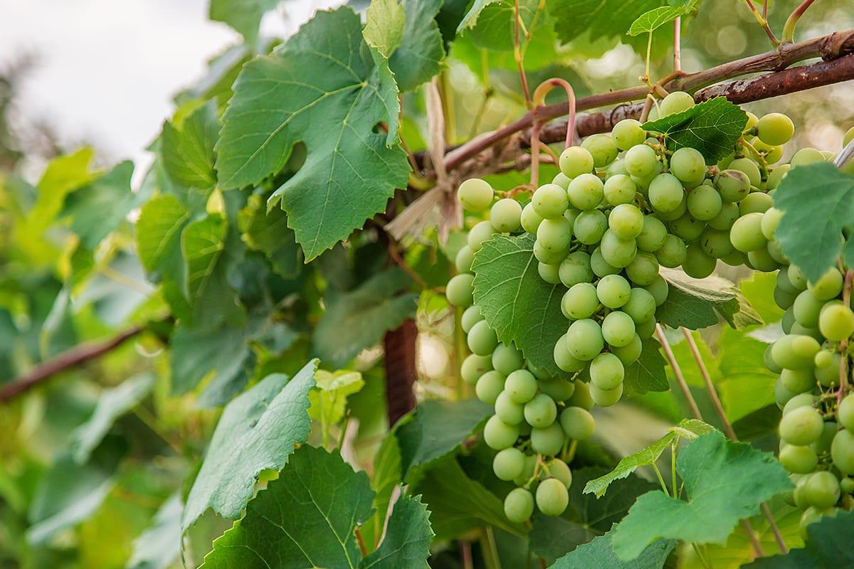 Vitis vinifera
