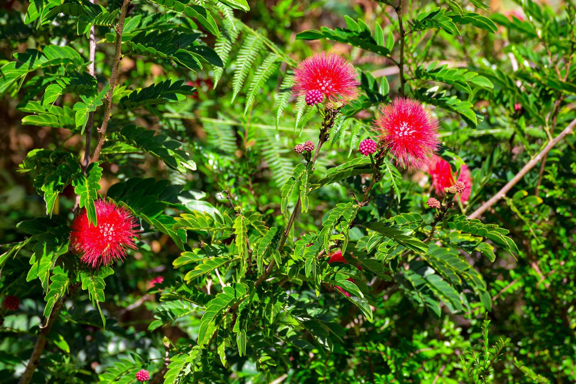 Calliandra carbonaria
