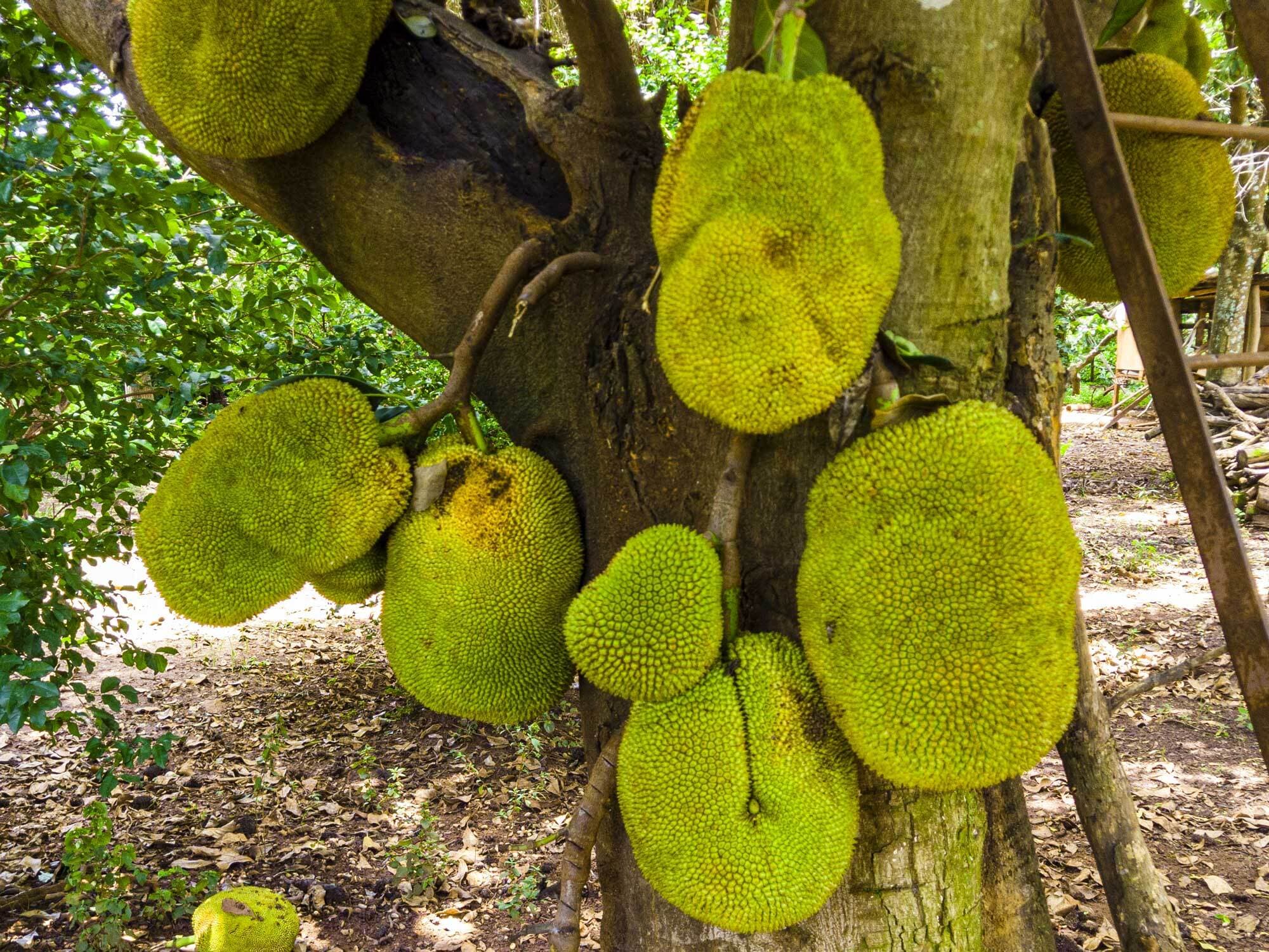 Artocarpus heterophyllus