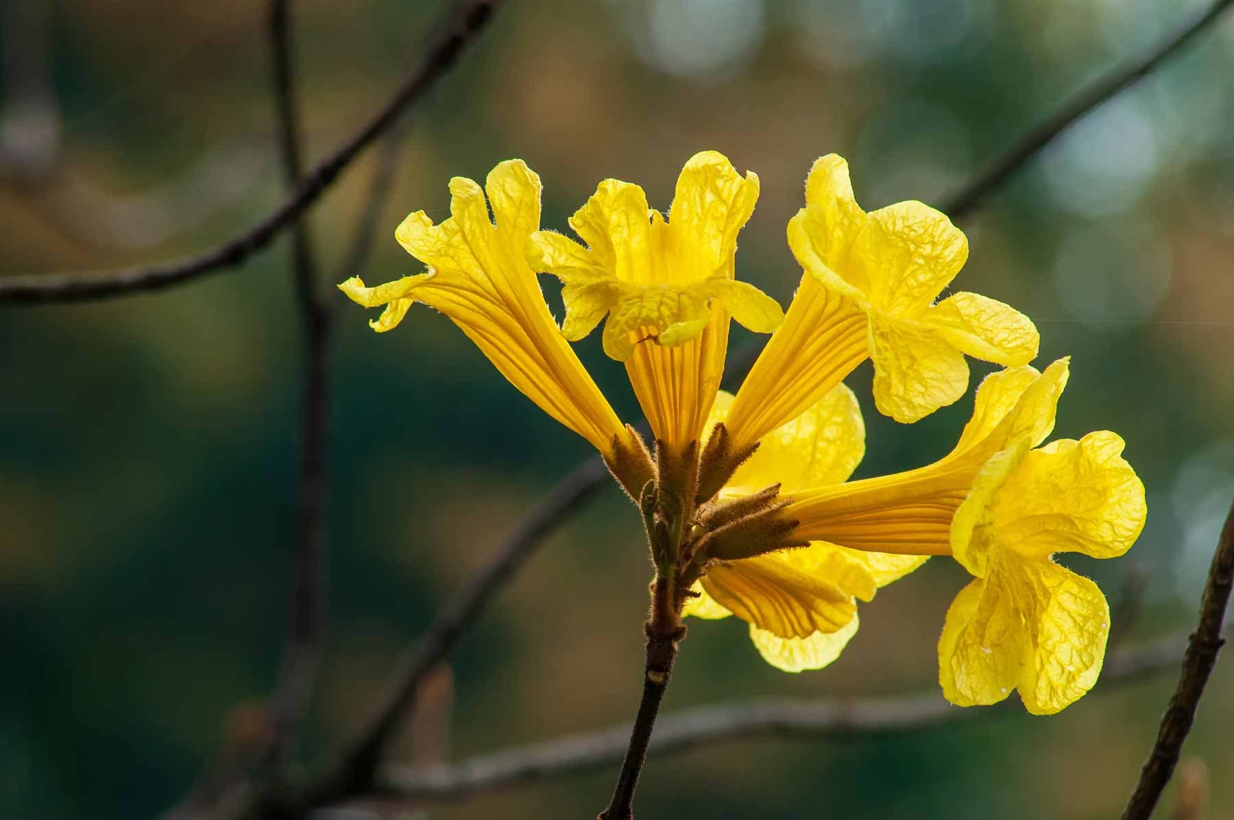 Bignonia chrysantha