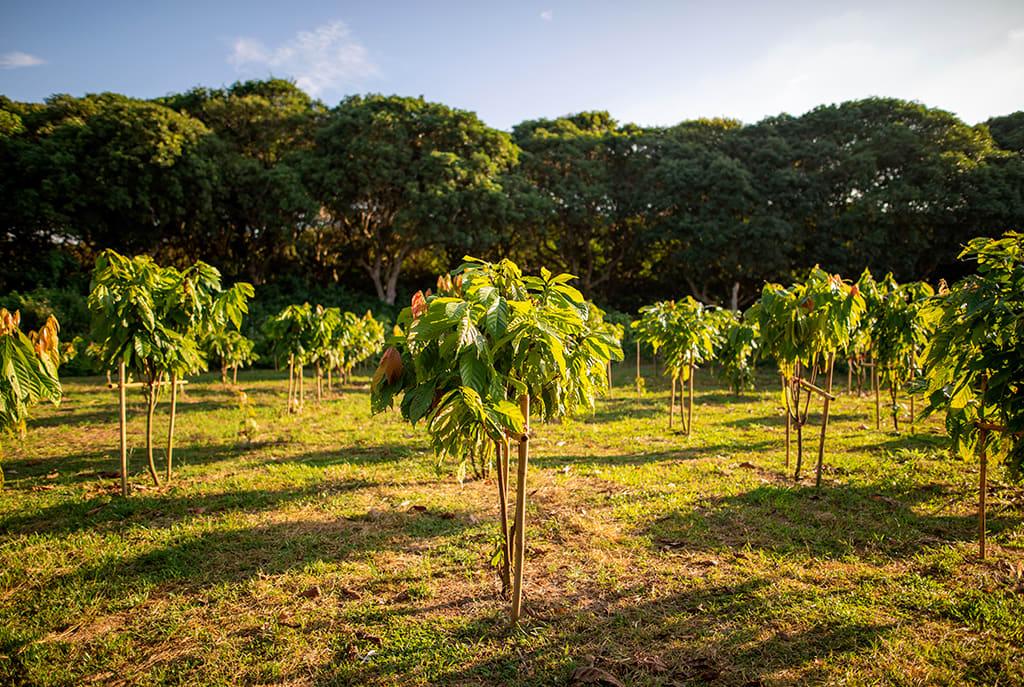 Theobroma cacao