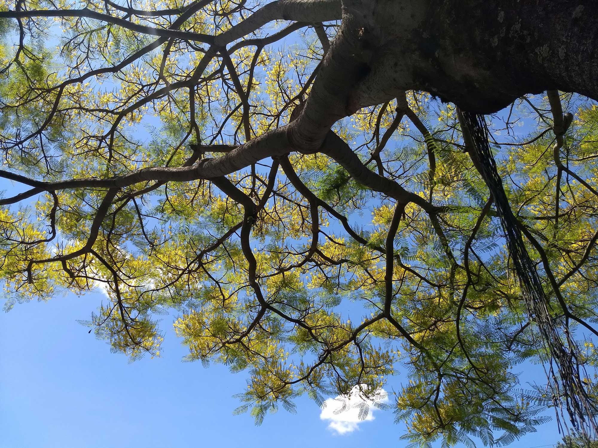 Schizolobium parahyba