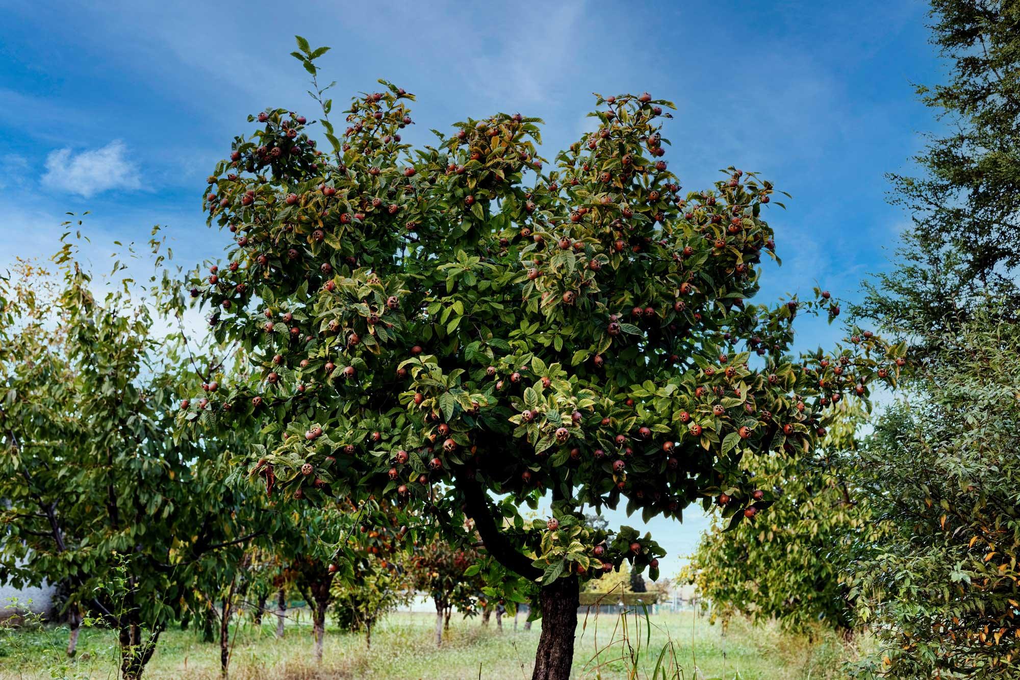 Mespilus germanica