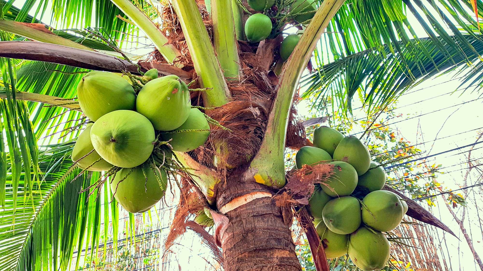 Cocos nucifera