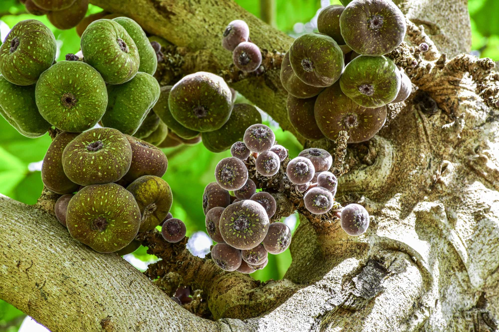 Ficus auriculata