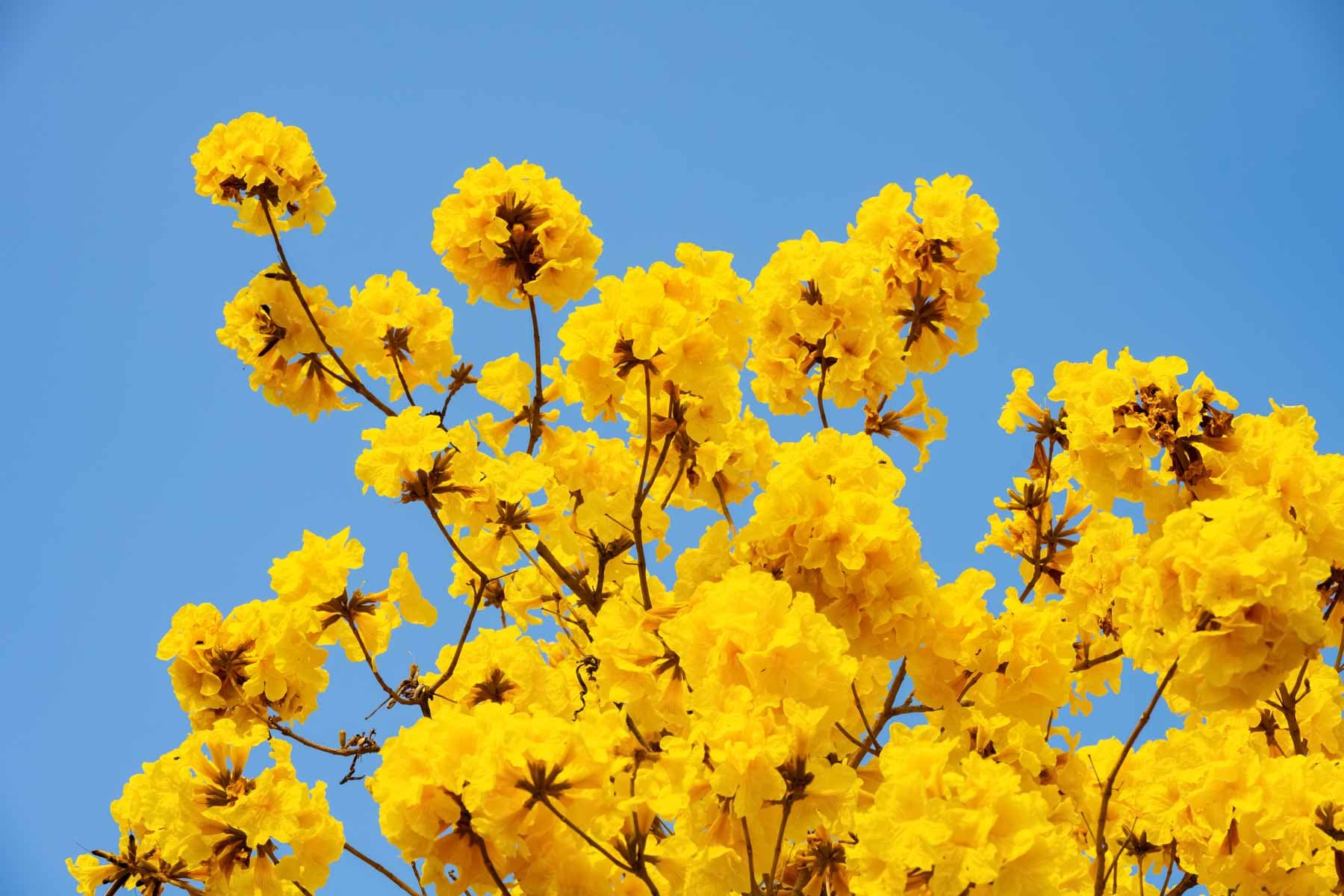 Bignonia chrysantha