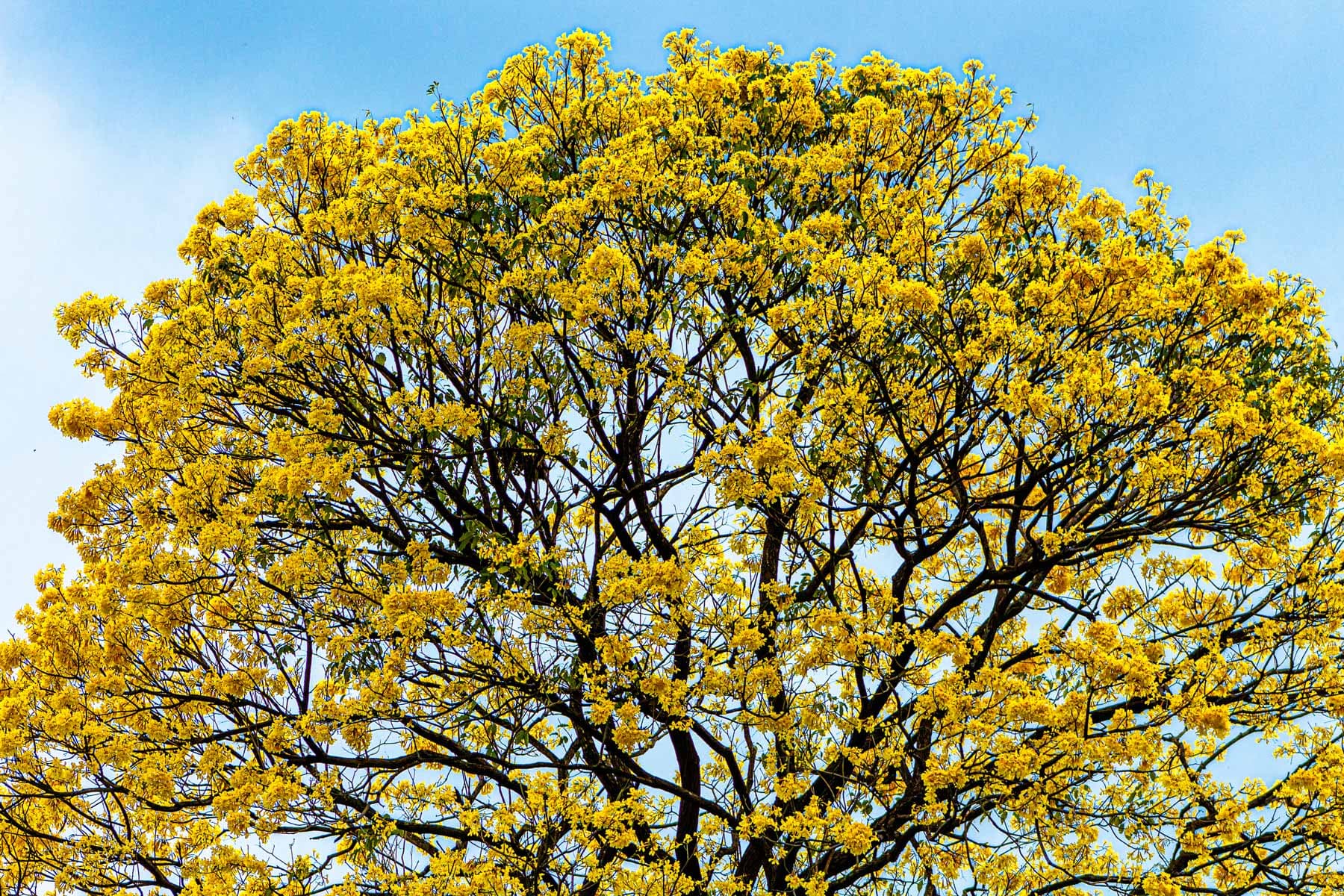 Bignonia chrysantha