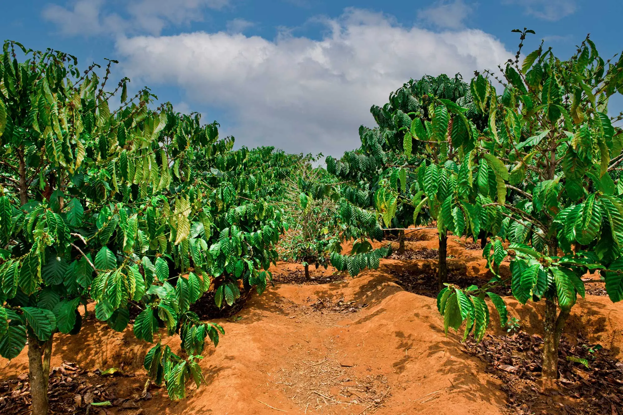 Coffea arabica