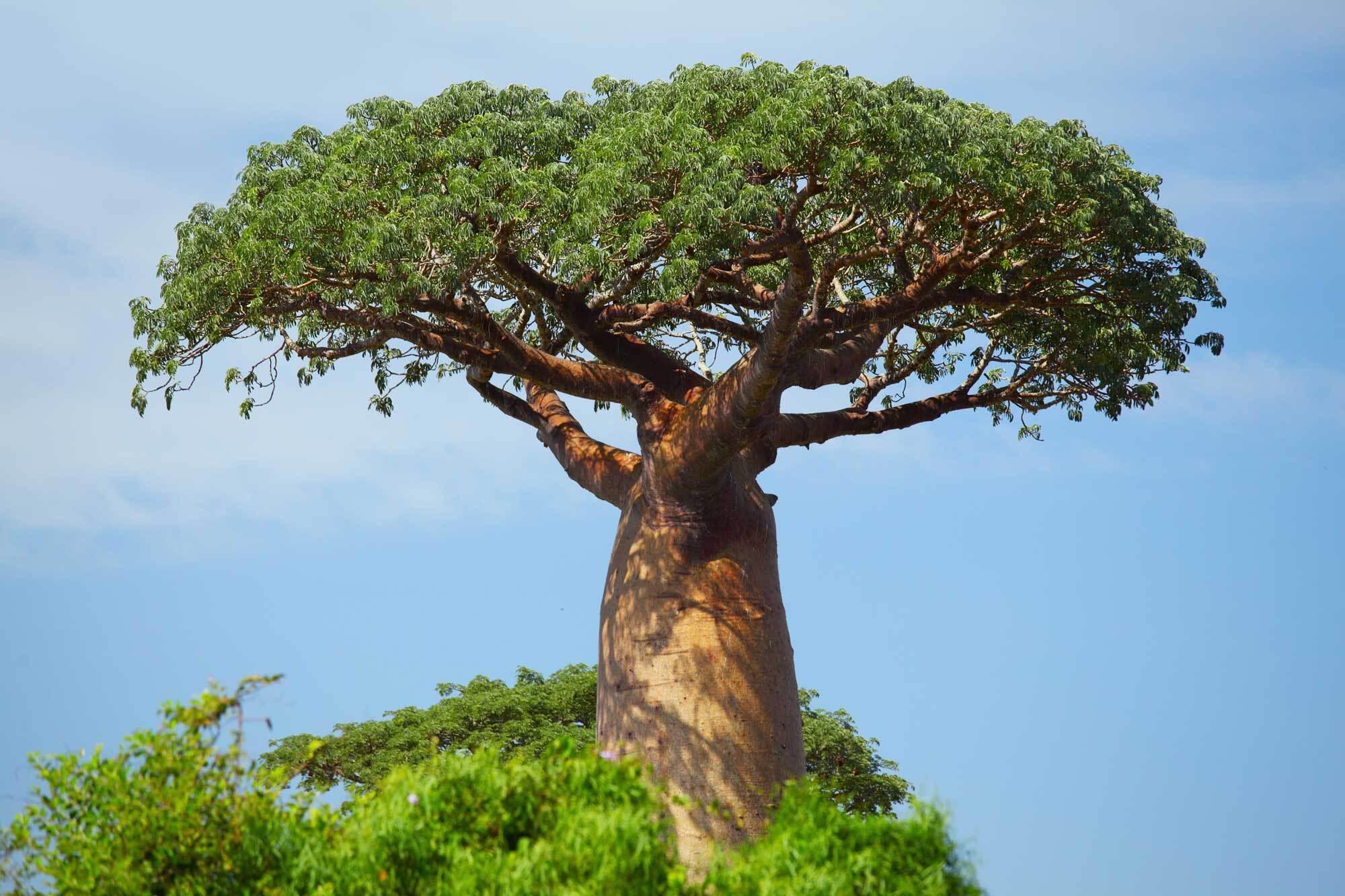 Adansonia