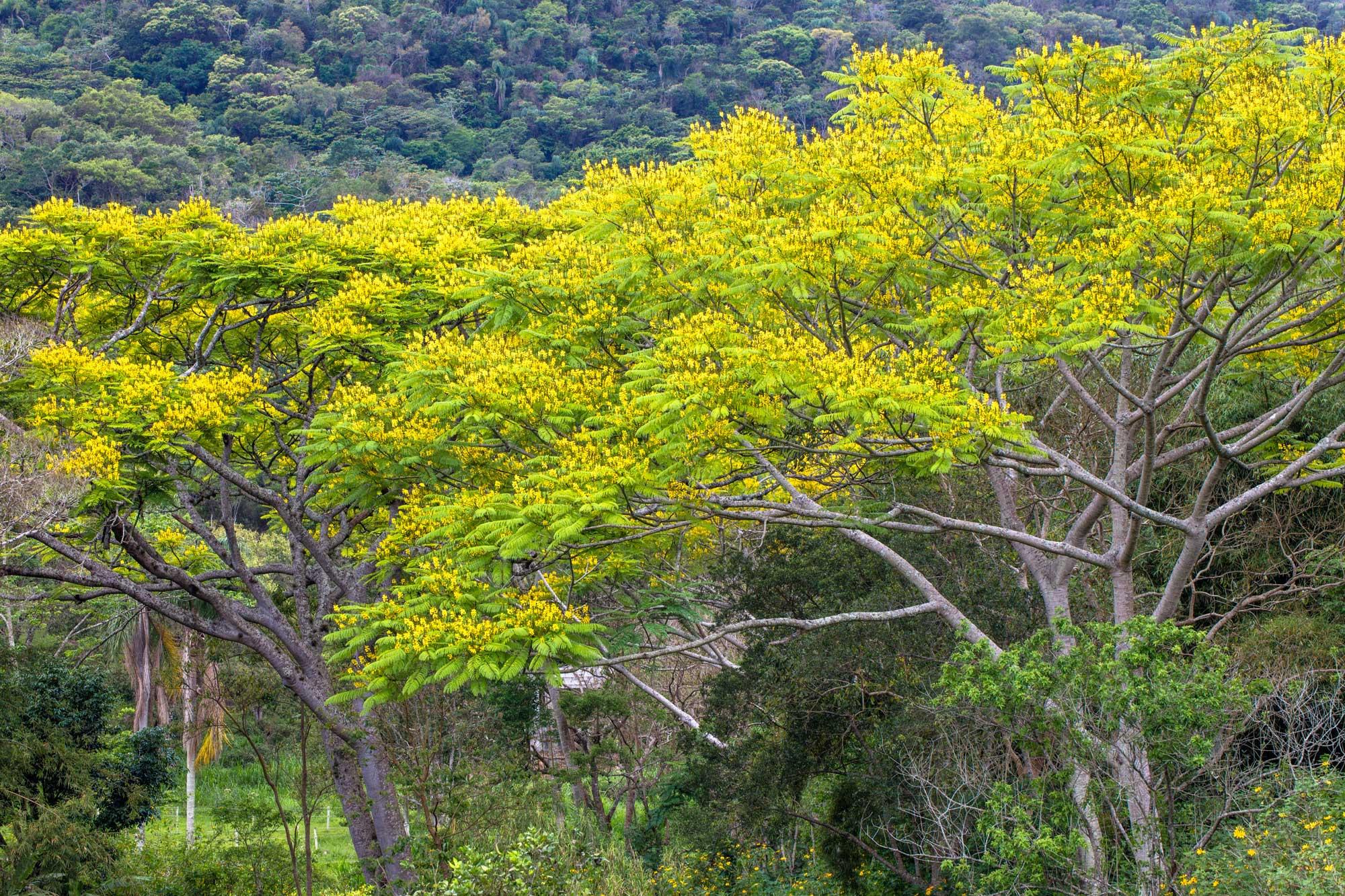 Schizolobium parahyba