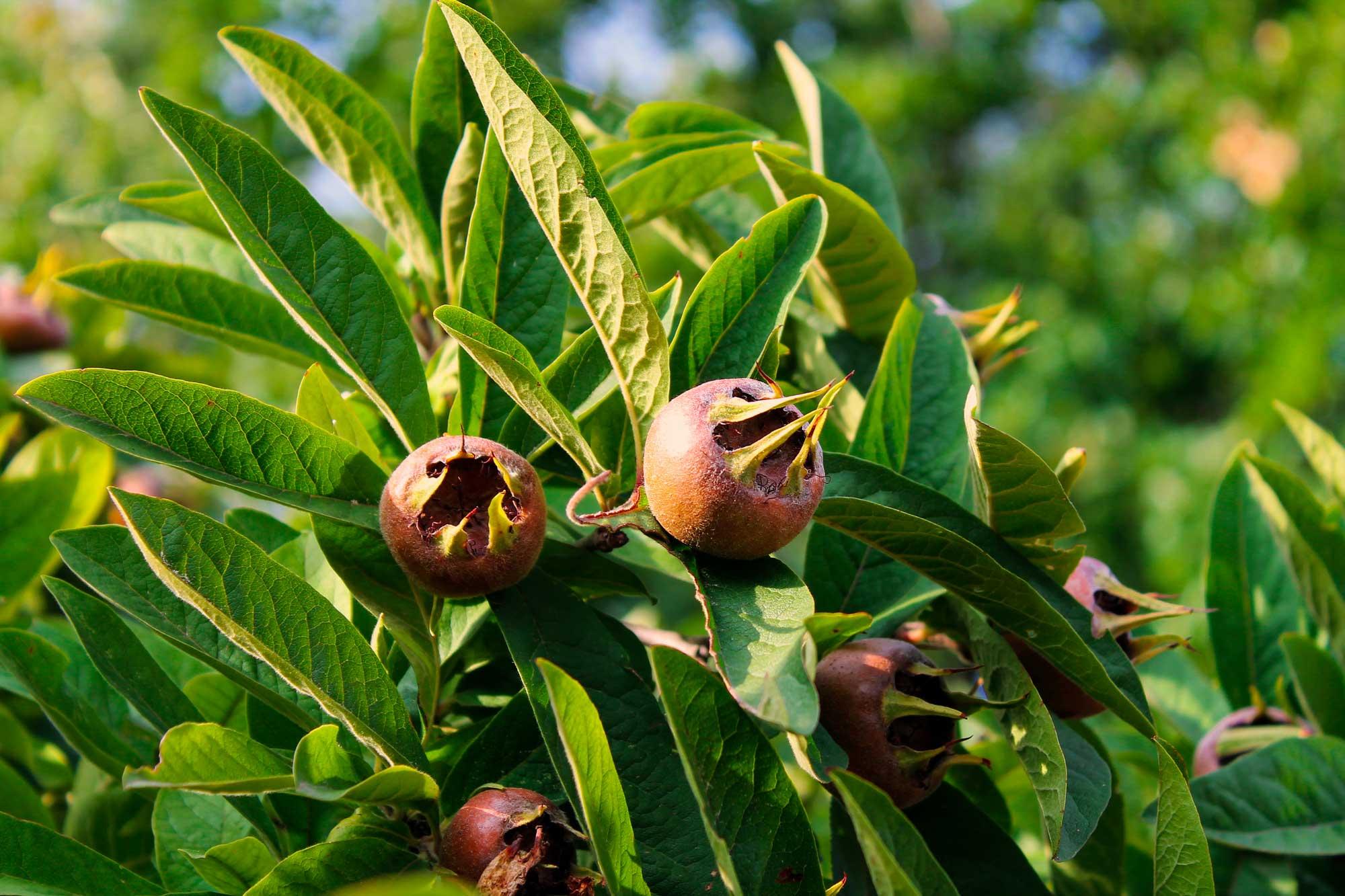 Mespilus germanica