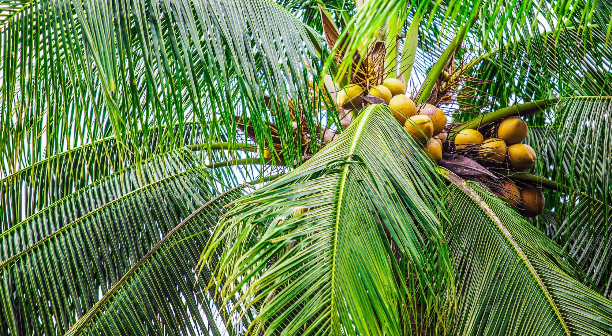 Cocos nucifera