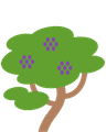 Jacaranda