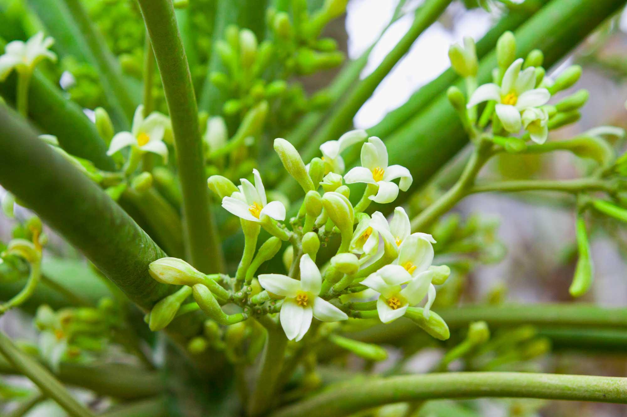 Pianta Di Papaya In Vaso 12 Cm - Altezza 20/25 Cm, Ideale Per Casa O Giardino - Foto 4