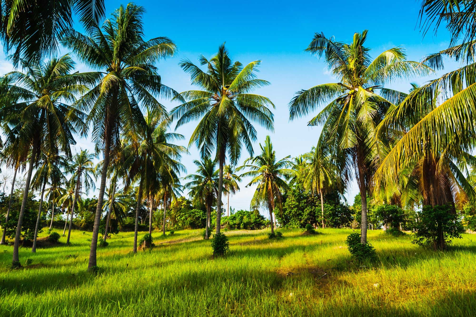 Cocos nucifera