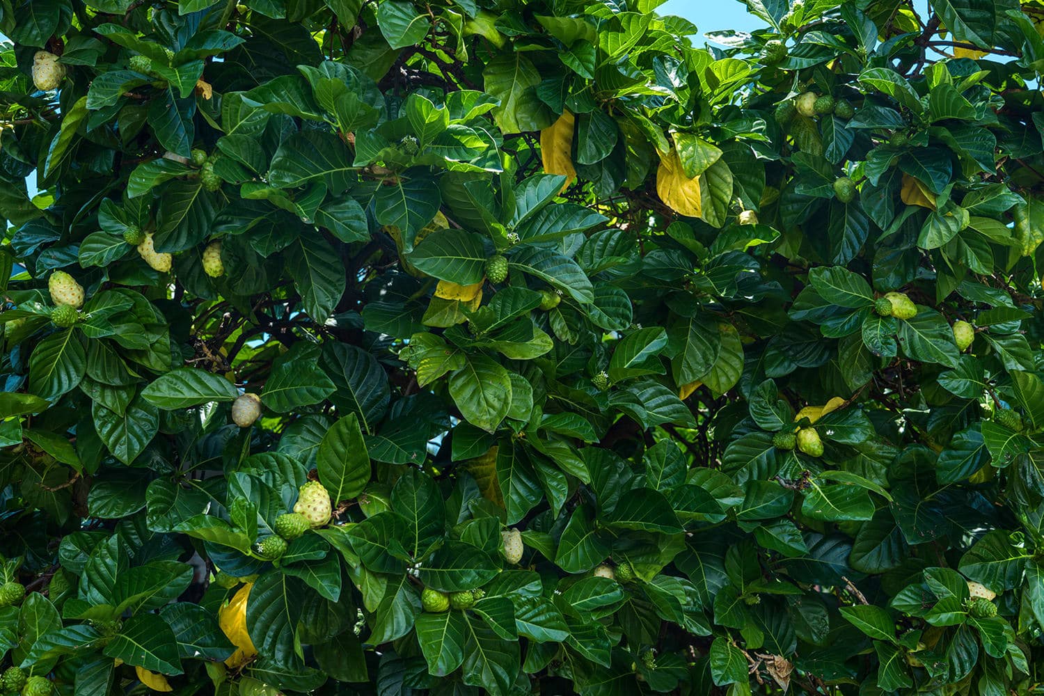 Morinda citrifolia
