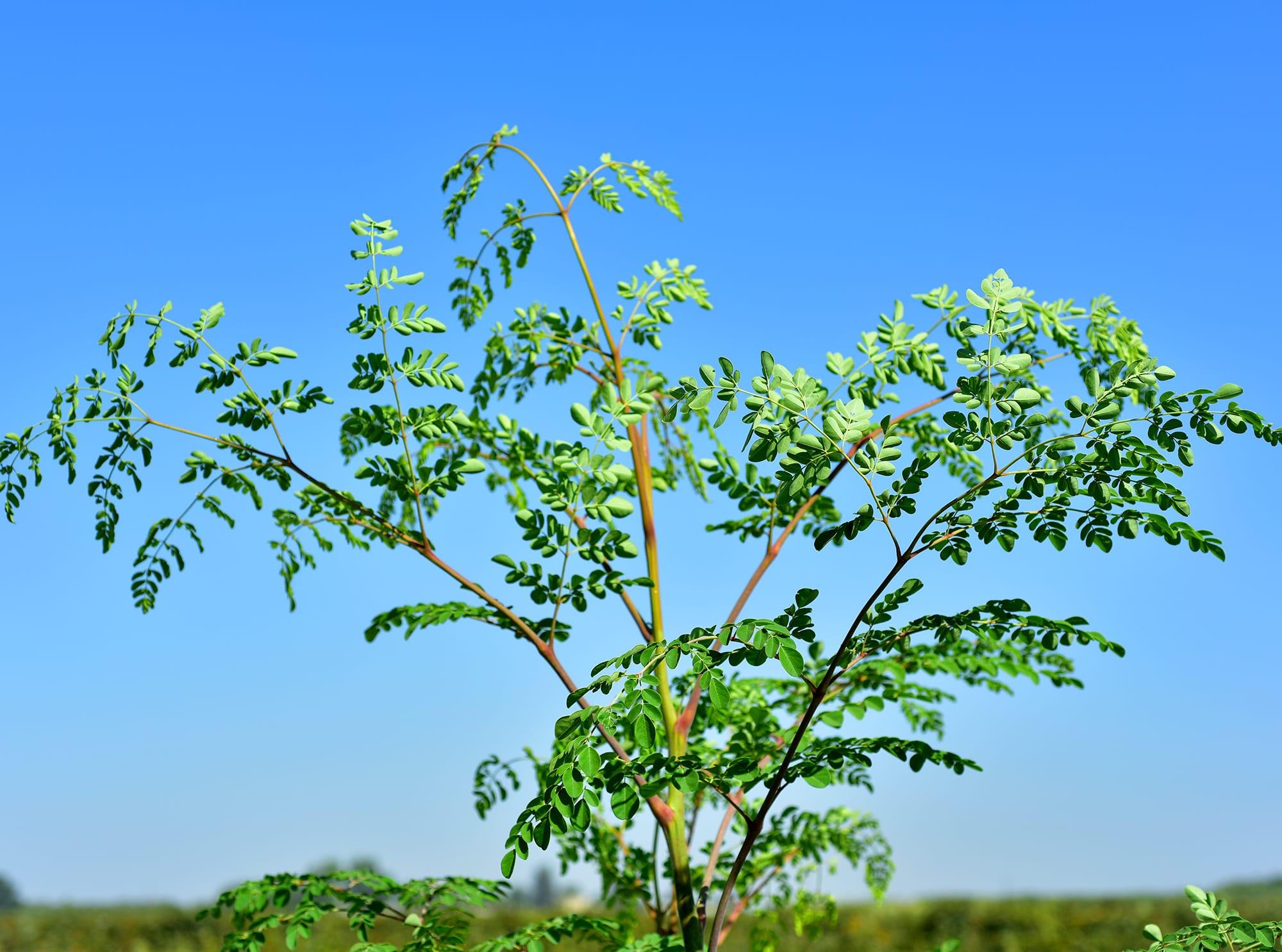 Moringa oleifera