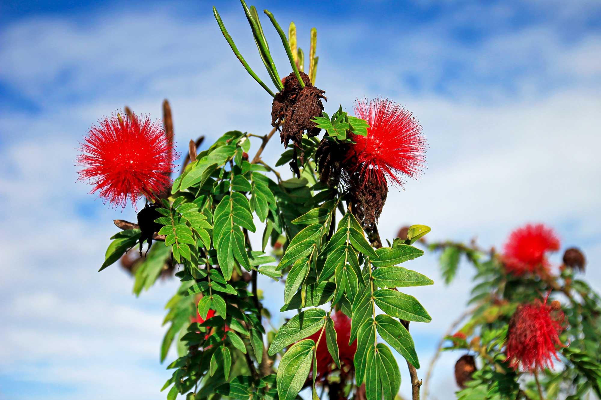 Calliandra carbonaria